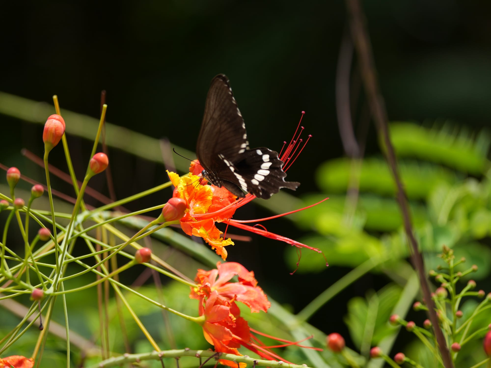 Photo by Author — a butterfly on the beach at the Andaman Hotel, Langkawi, Malaysia