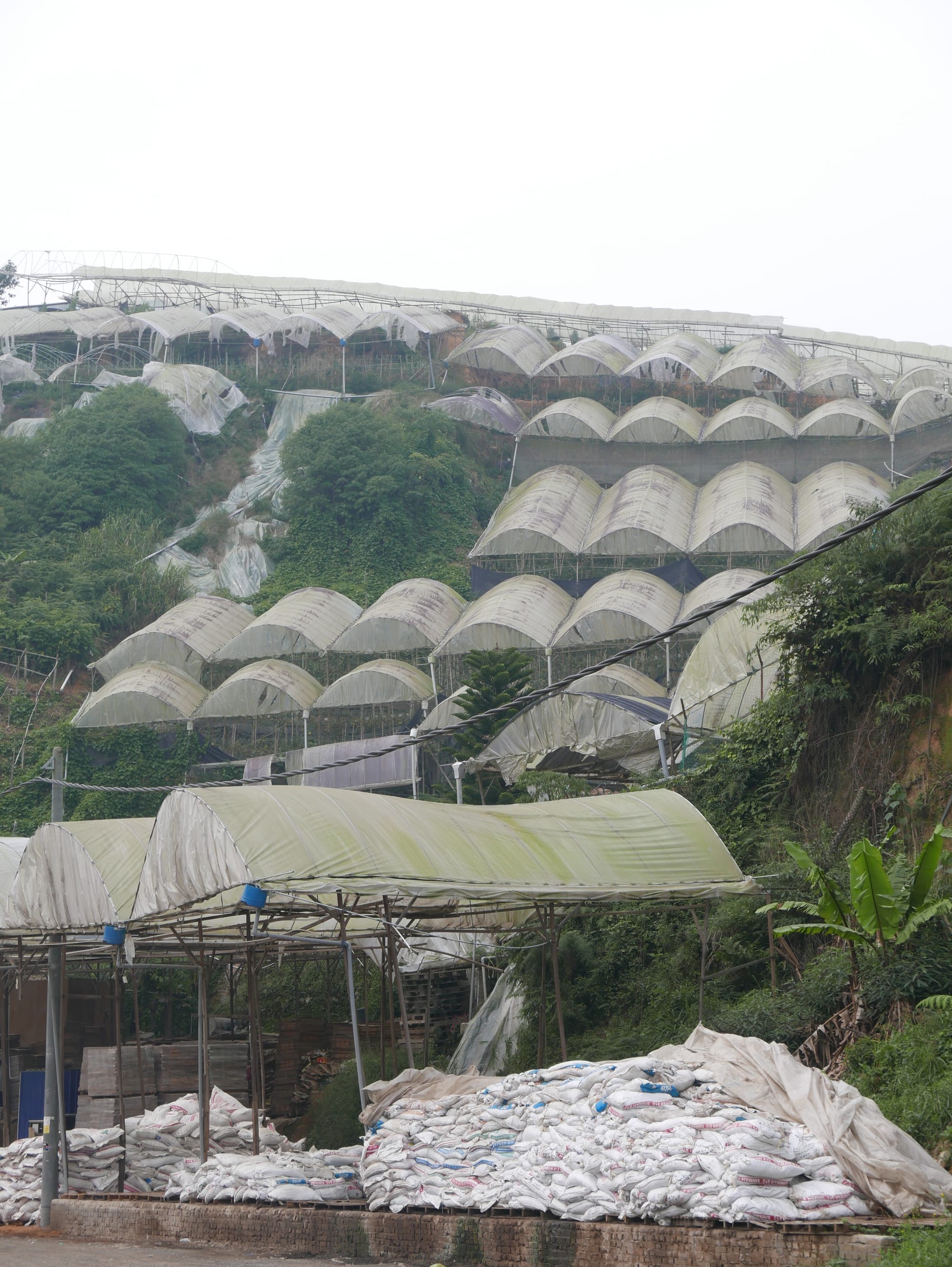Photo by Author — the poly-tunnels of the Cameron Highlands, Malaysia