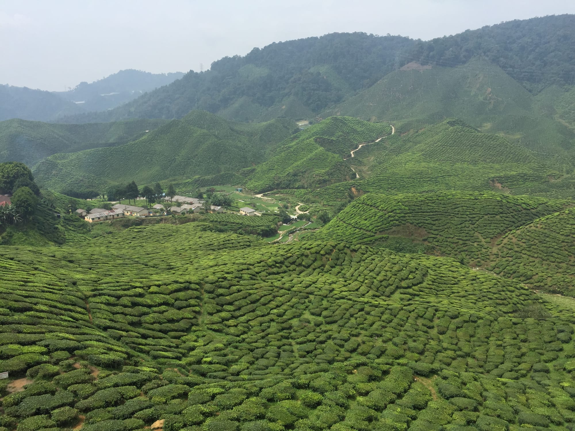 Photo by Author — Cameron Valley Tea House, and Cameron Bharat Tea Valley, Cameron Highland, Malaysia