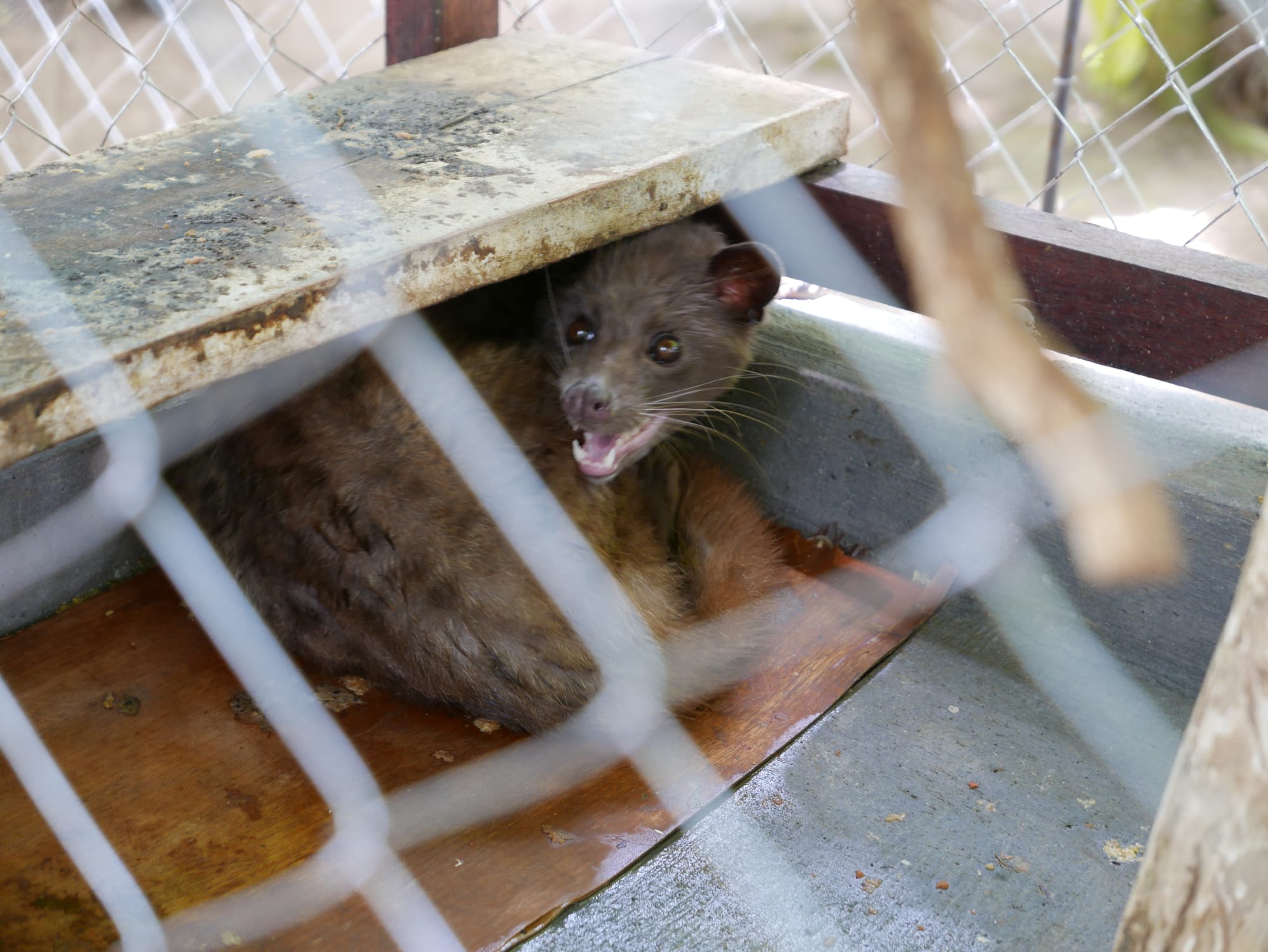 Photo by Author — an old Civet Cat (now too wild to handle) — Coffee Luwak Luwus, Bali, Indonesia