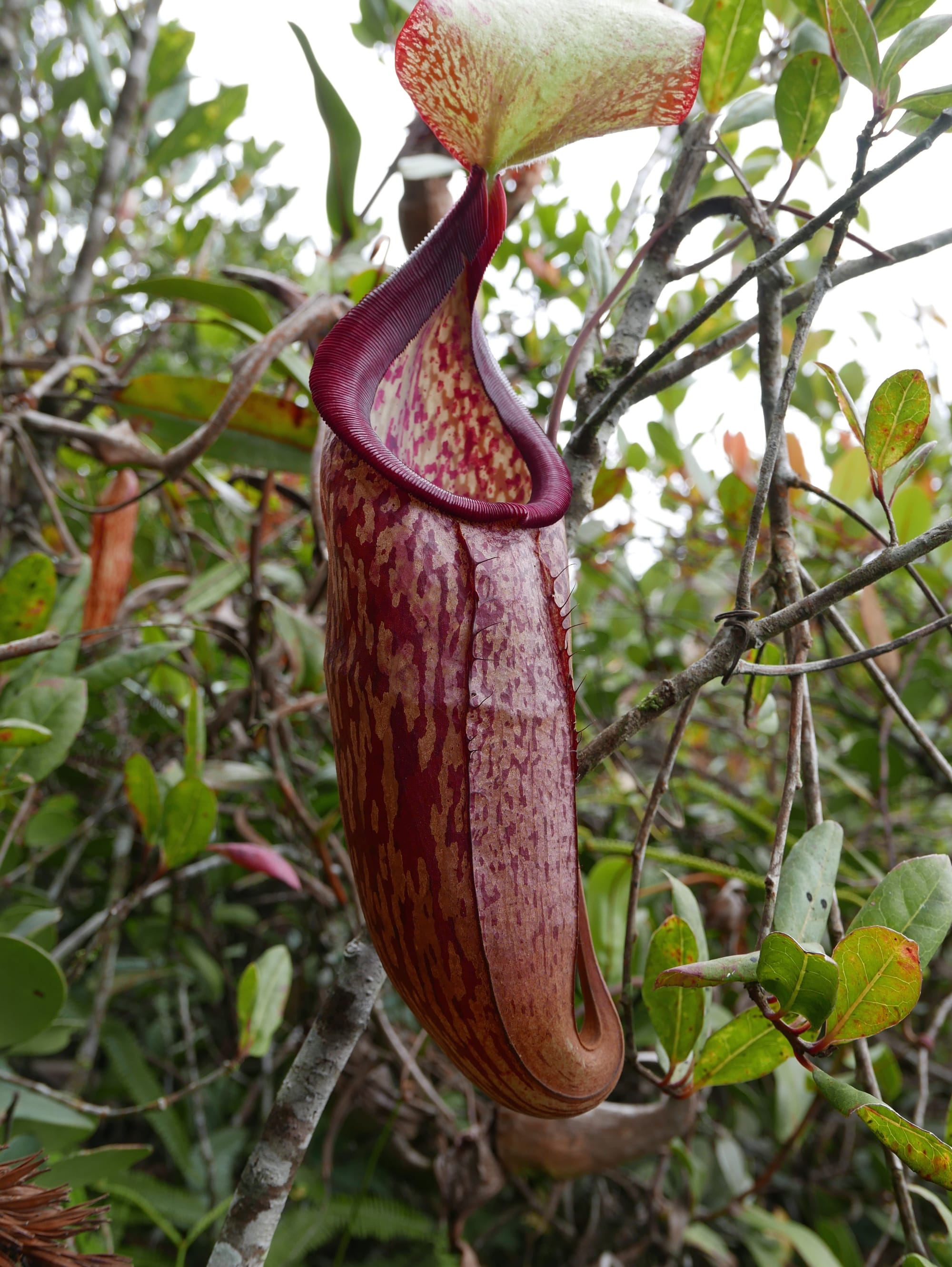 Photo by Author — pitcher plant — Mossy Forest, Cameron Highlands, Malaysia