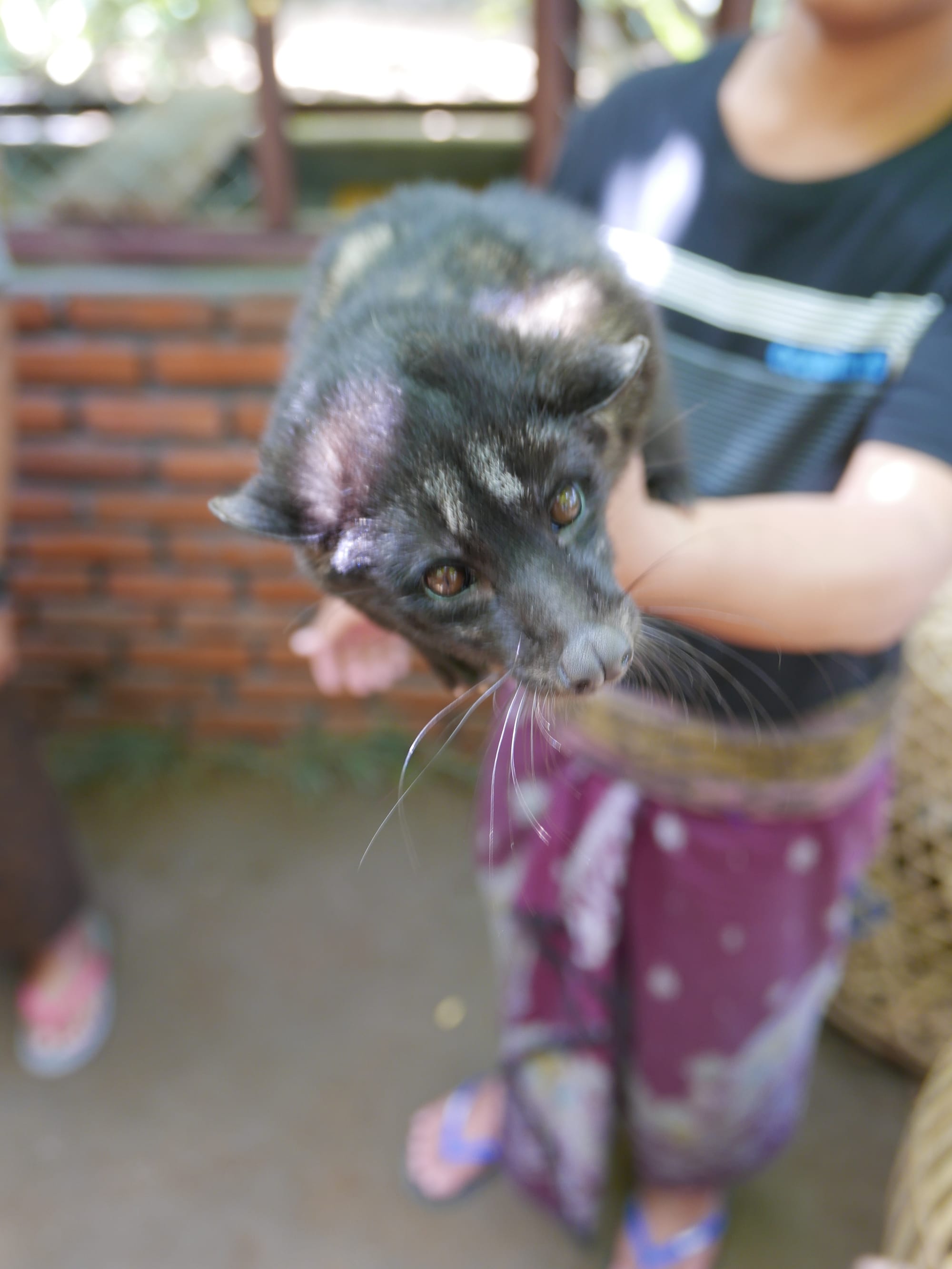 Photo by Author — a young Civet Cat — Coffee Luwak Luwus, Bali, Indonesia