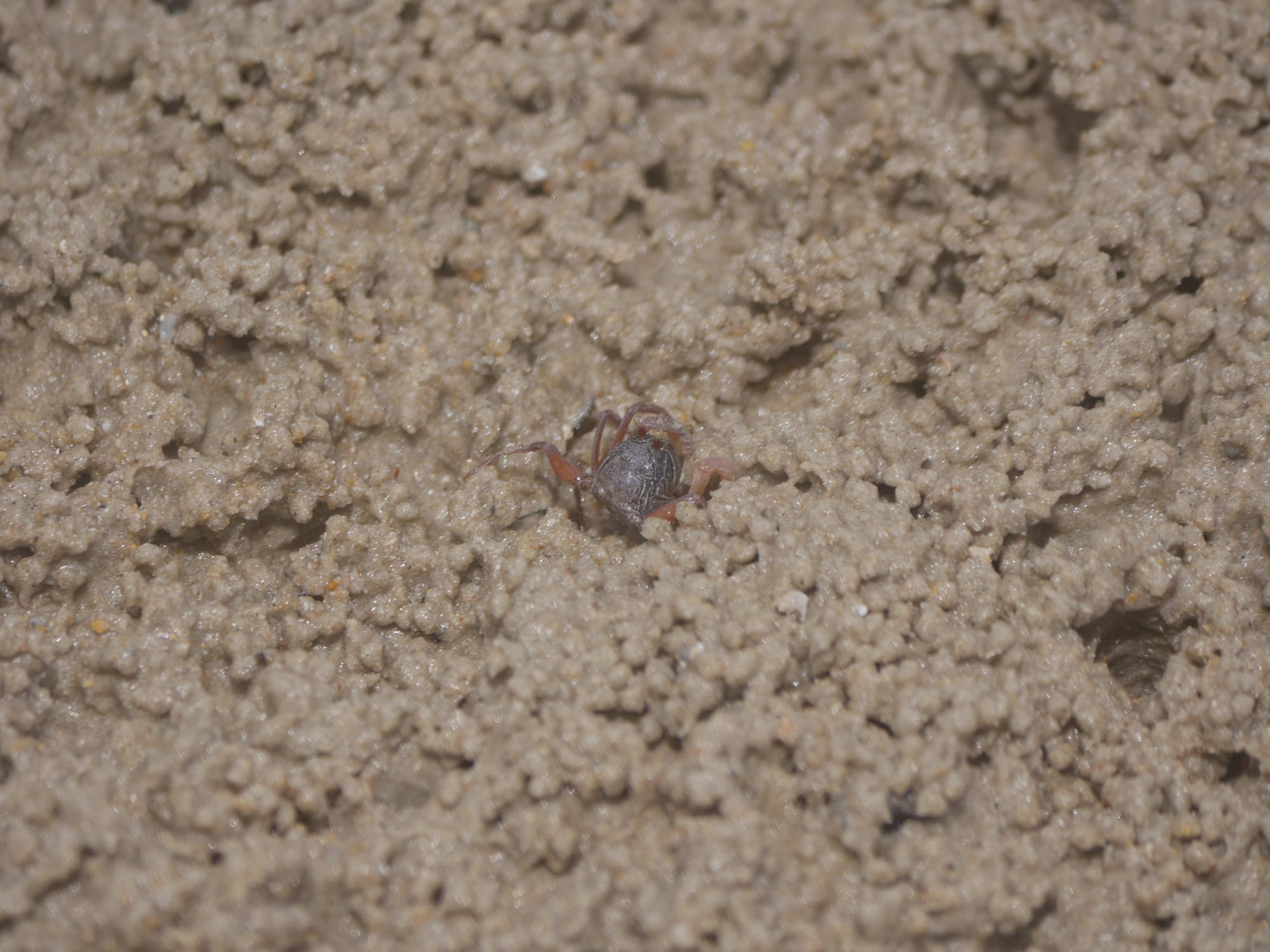 Photo by Author — burrowing crab on the beach at the Andaman Hotel, Langkawi, Malaysia