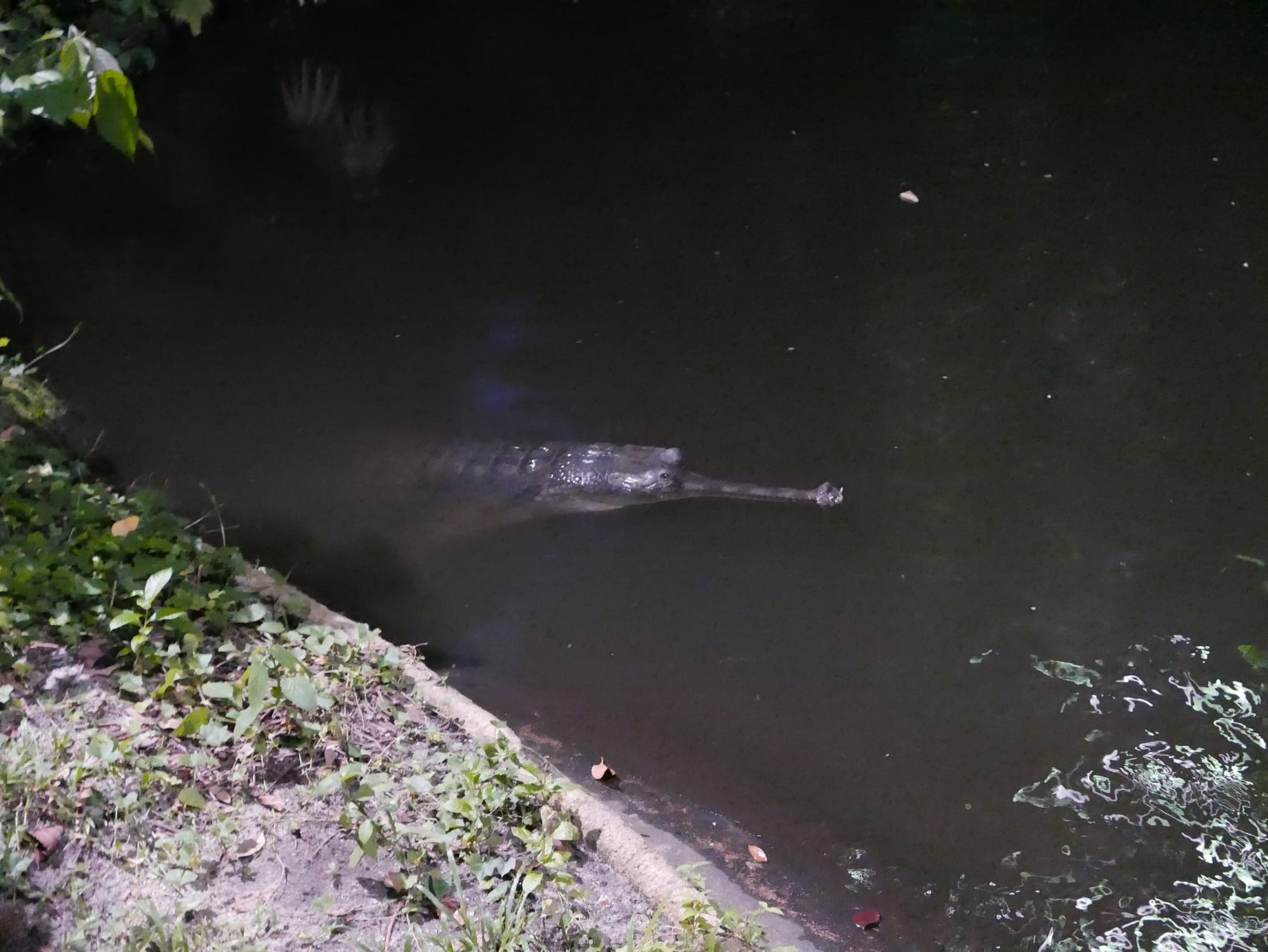 Photo by Author — a crocodile — Singapore Zoo Night Safari, Singapore