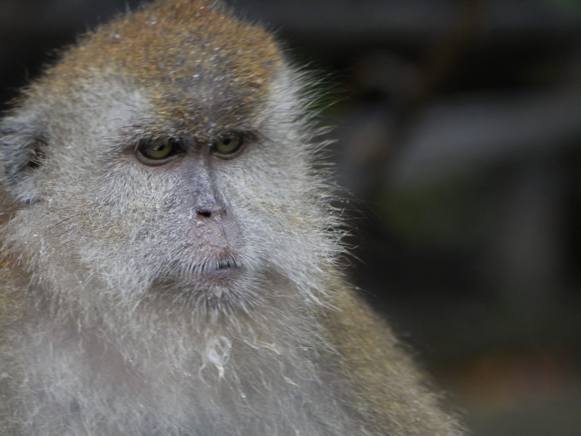 Photo by Author — a damp monkey in the swamp — Tg Rhu Mangrove Tour, Langkawi, Malaysia