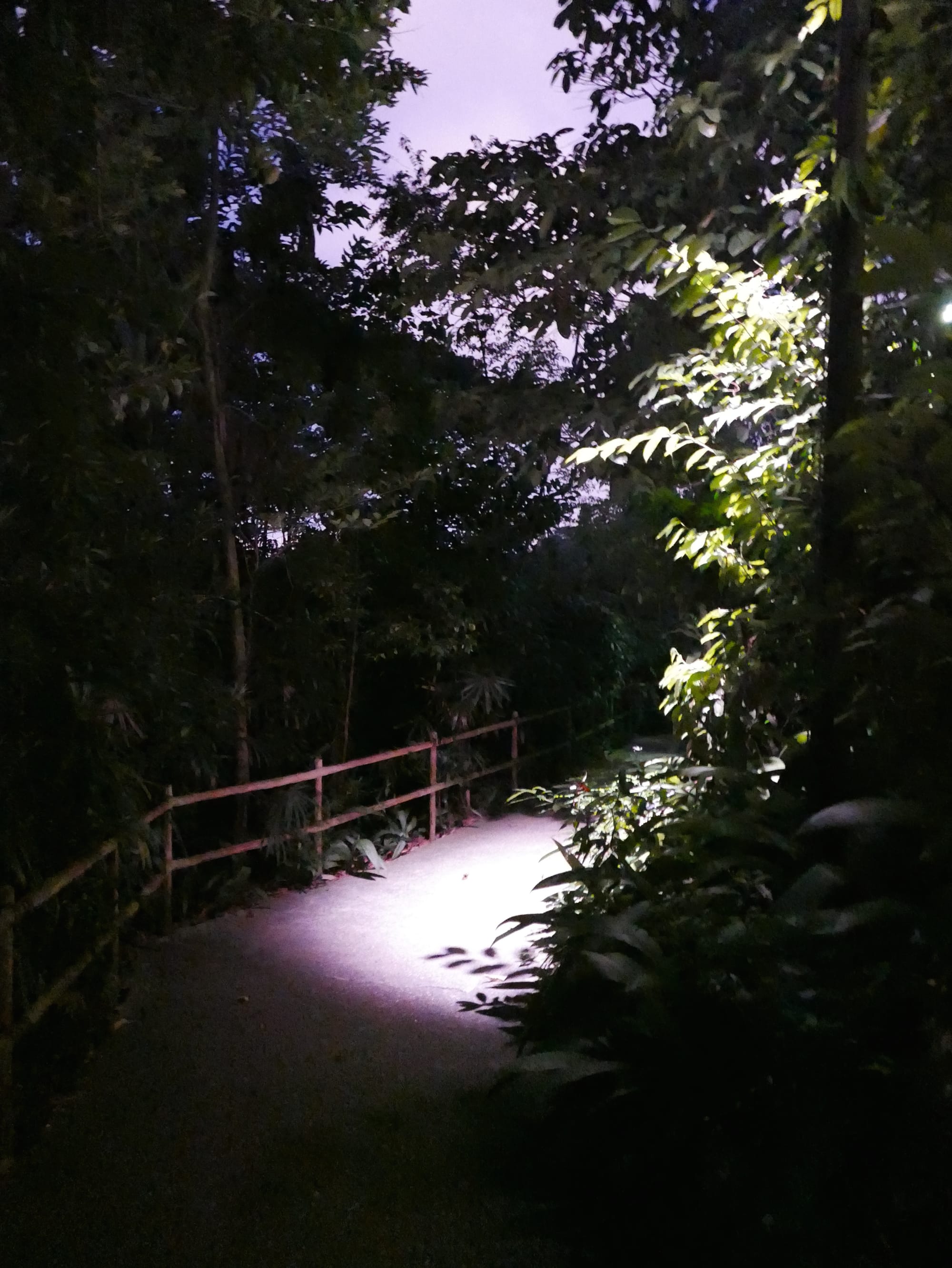 Photo by Author — night trail — Singapore Zoo Night Safari, Singapore