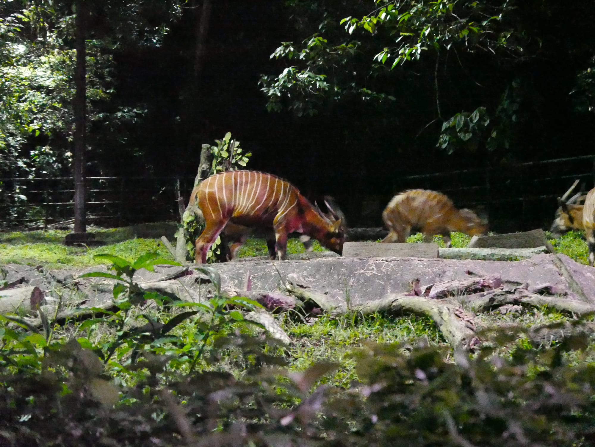 Photo by Author — view from the trolley bus — Singapore Zoo Night Safari, Singapore