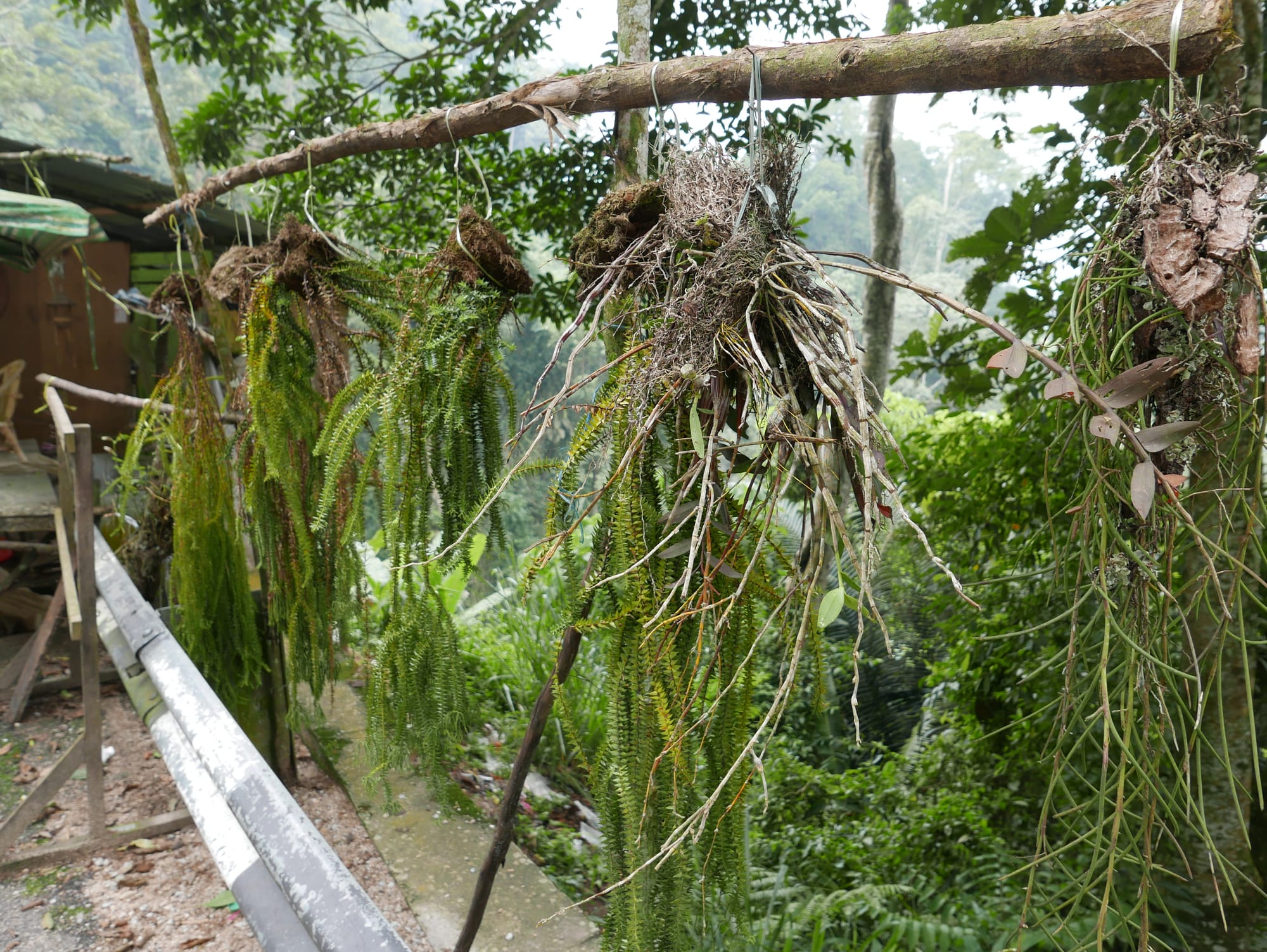 Photo by Author — a stall selling plants collected in the surrounding jungle — driving up to the Cameron Highlands in Malaysia