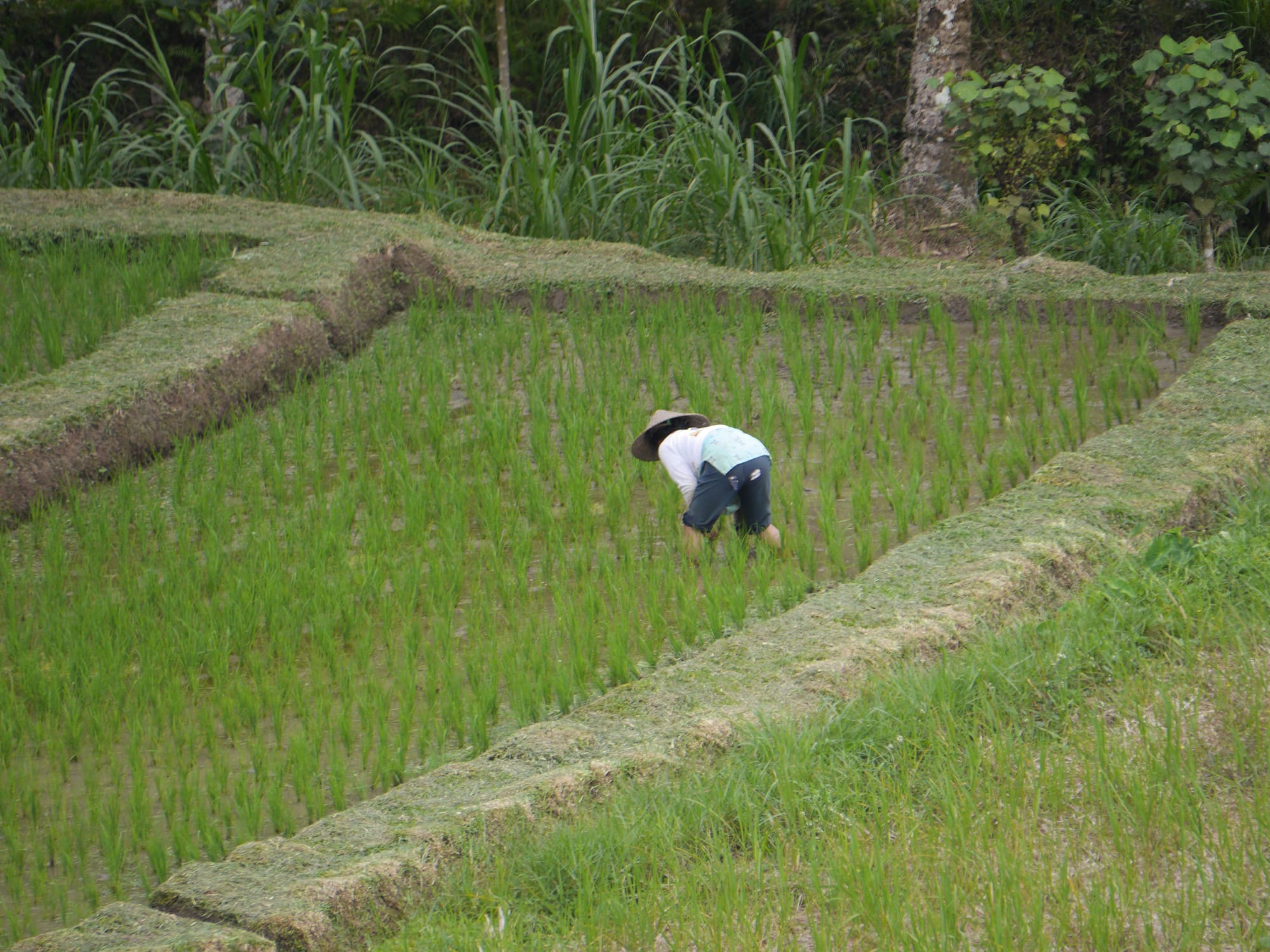 Photo by Author — a worker in the rice fields of Warung Dhea Jatiluwih, Bali, Indonesia