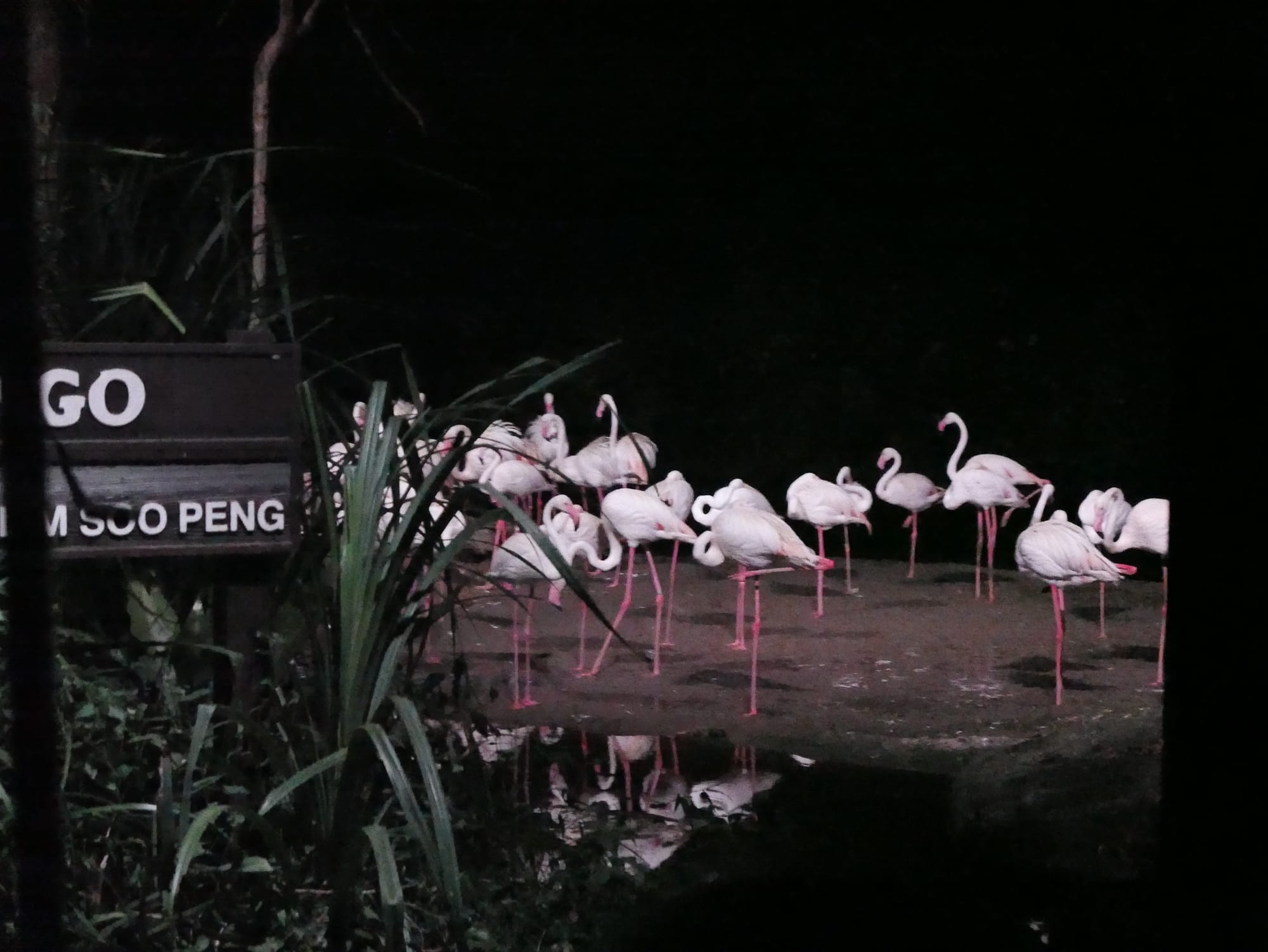 Photo by Author — flamingoes — Singapore Zoo Night Safari, Singapore