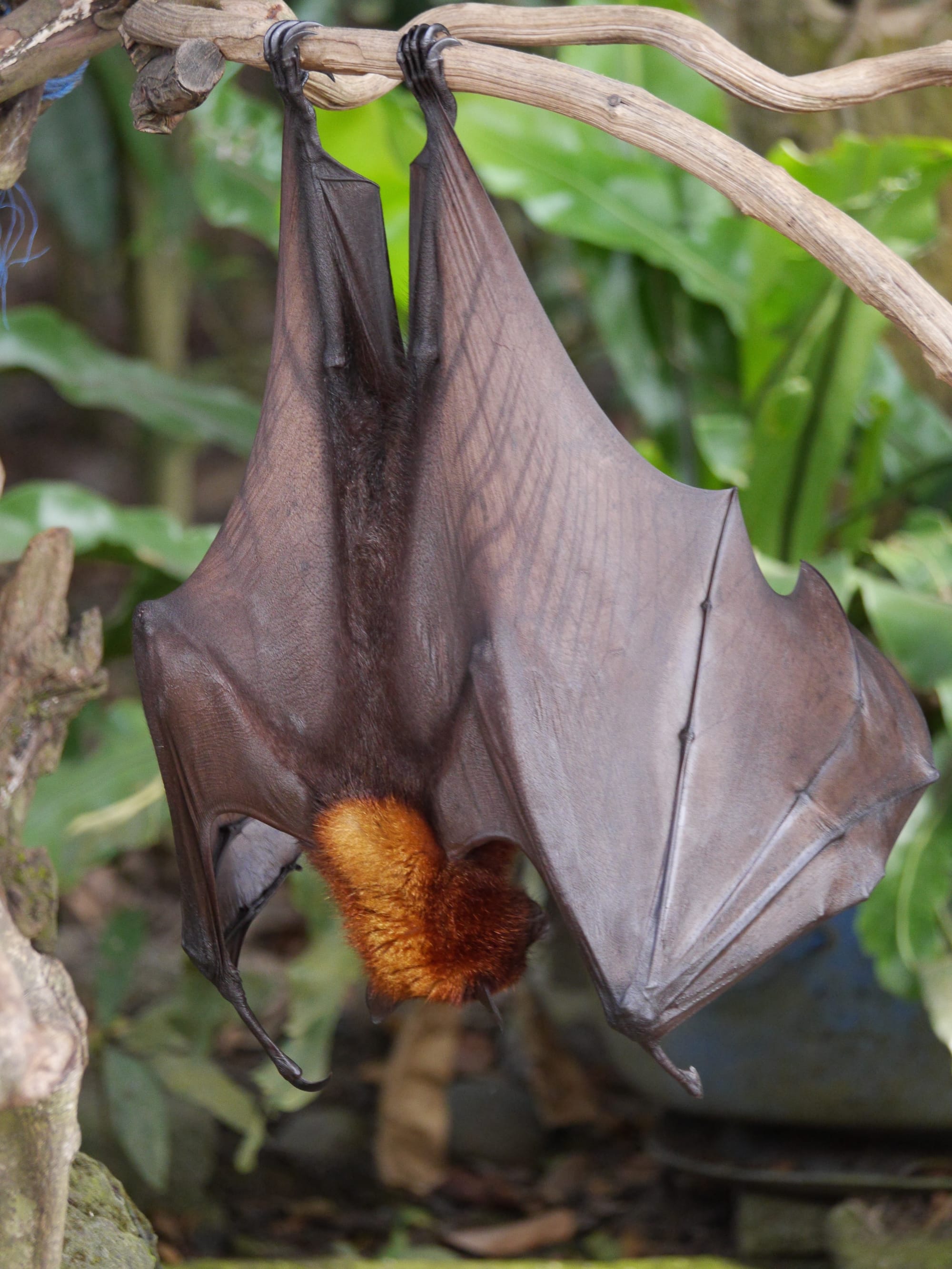 Photo by Author — a Fruit Bat at Alas Kedaton, Bali, Indonesia