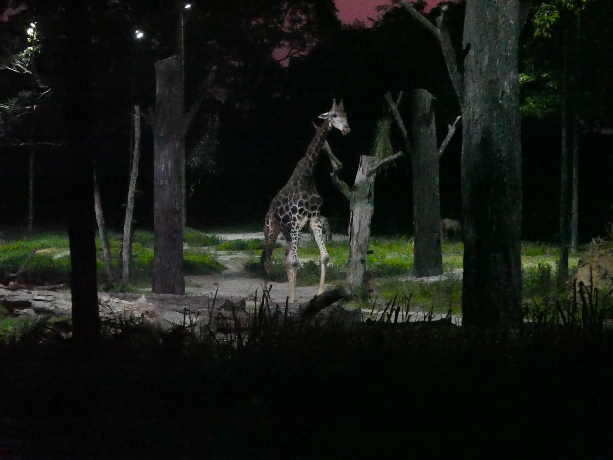 Photo by Author — giraffe — Singapore Zoo Night Safari, Singapore