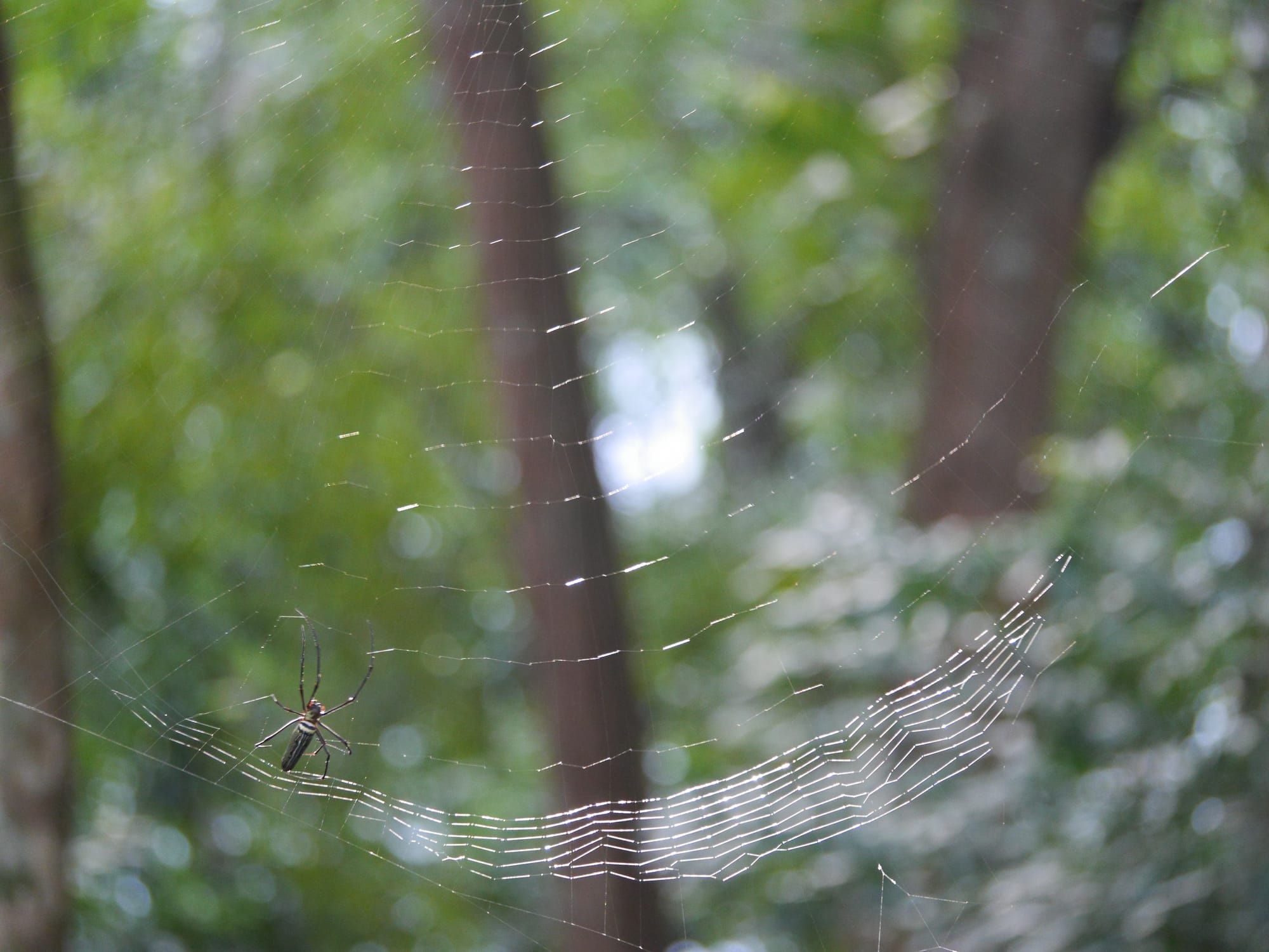 Photo by Author — Golden Orb Spider (Nephila pilipes) building its web — The Andaman Hotel, Langkawi, Malaysia