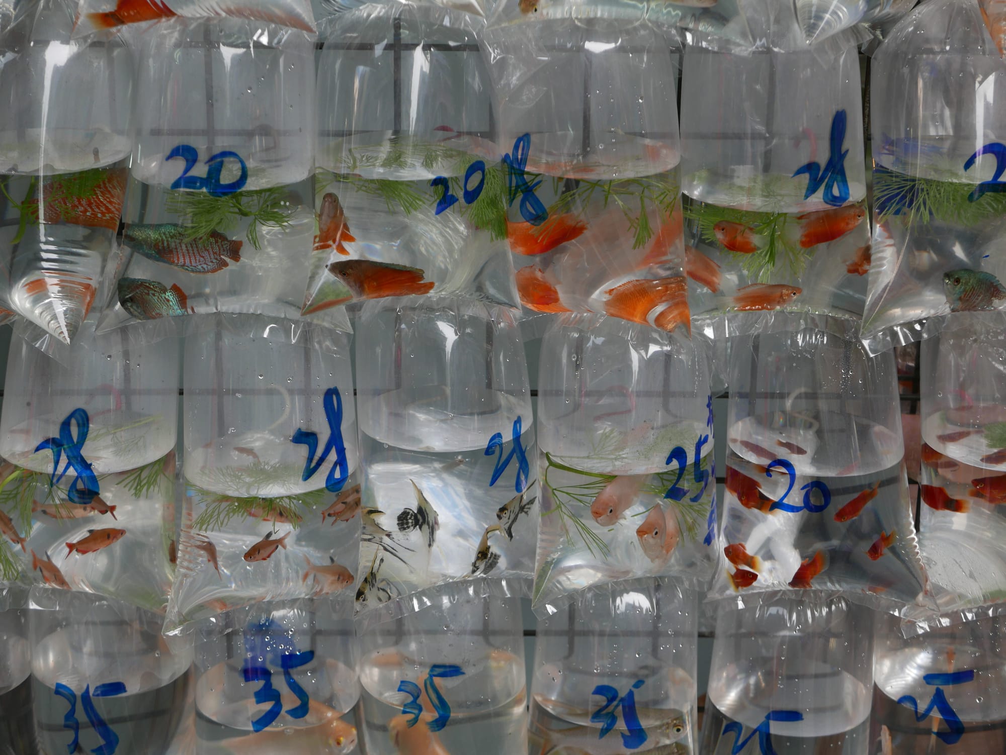 Photo by Author — bagged fish at the Goldfish Market 金魚街, Hong Kong