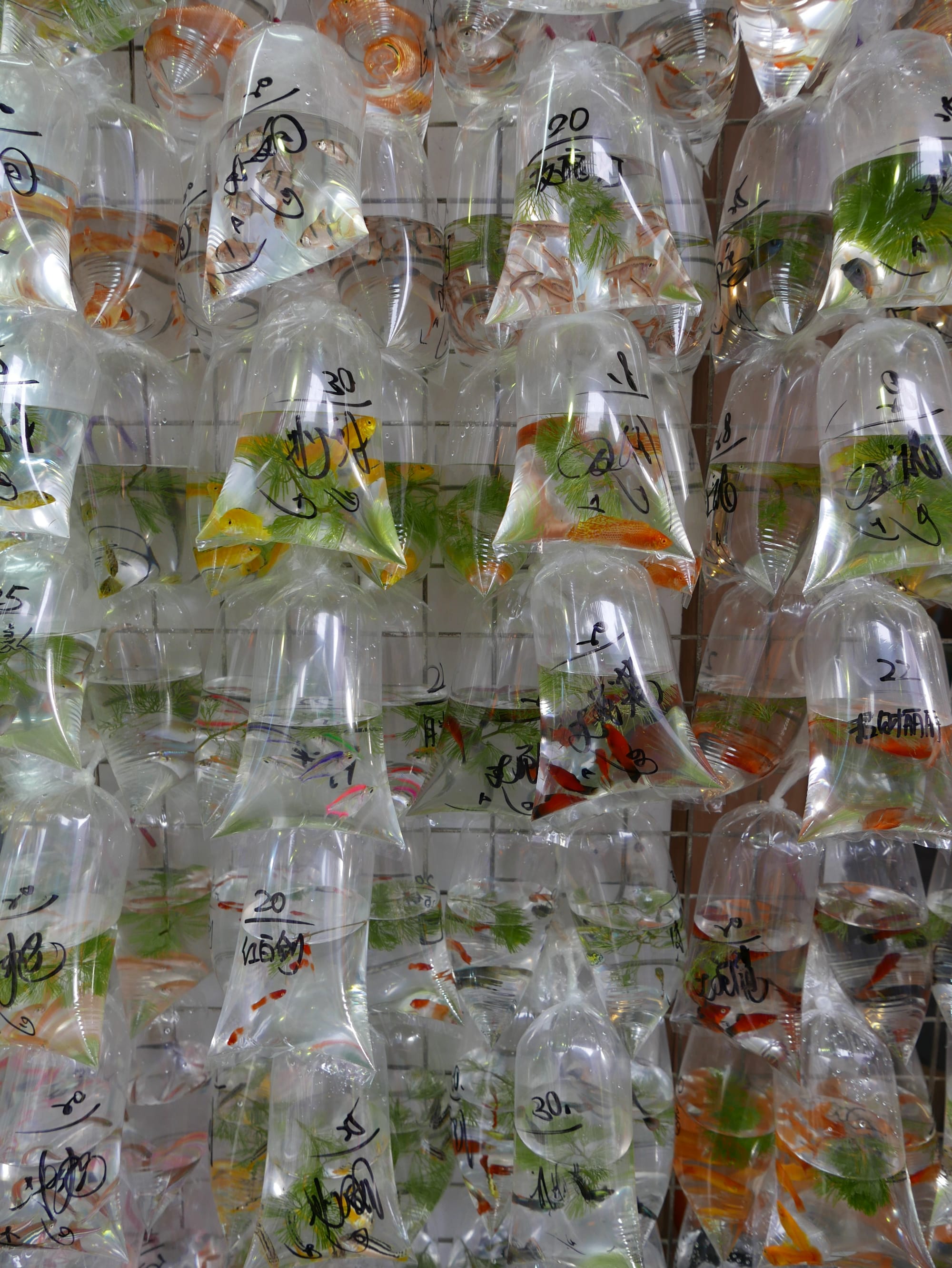 Photo by Author — bagged fish at the Goldfish Market 金魚街, Hong Kong