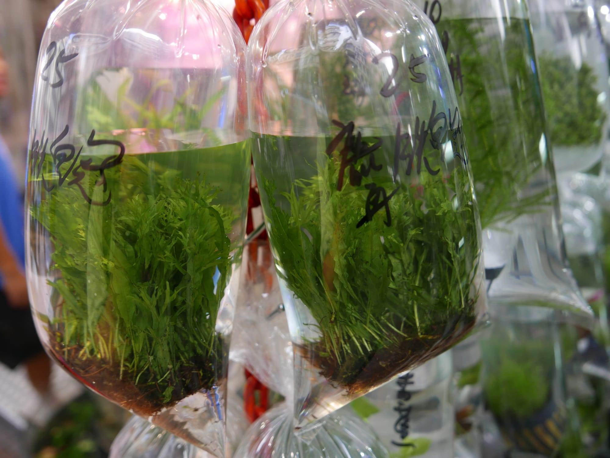 Photo by Author — bagged weed at the Goldfish Market 金魚街, Hong Kong