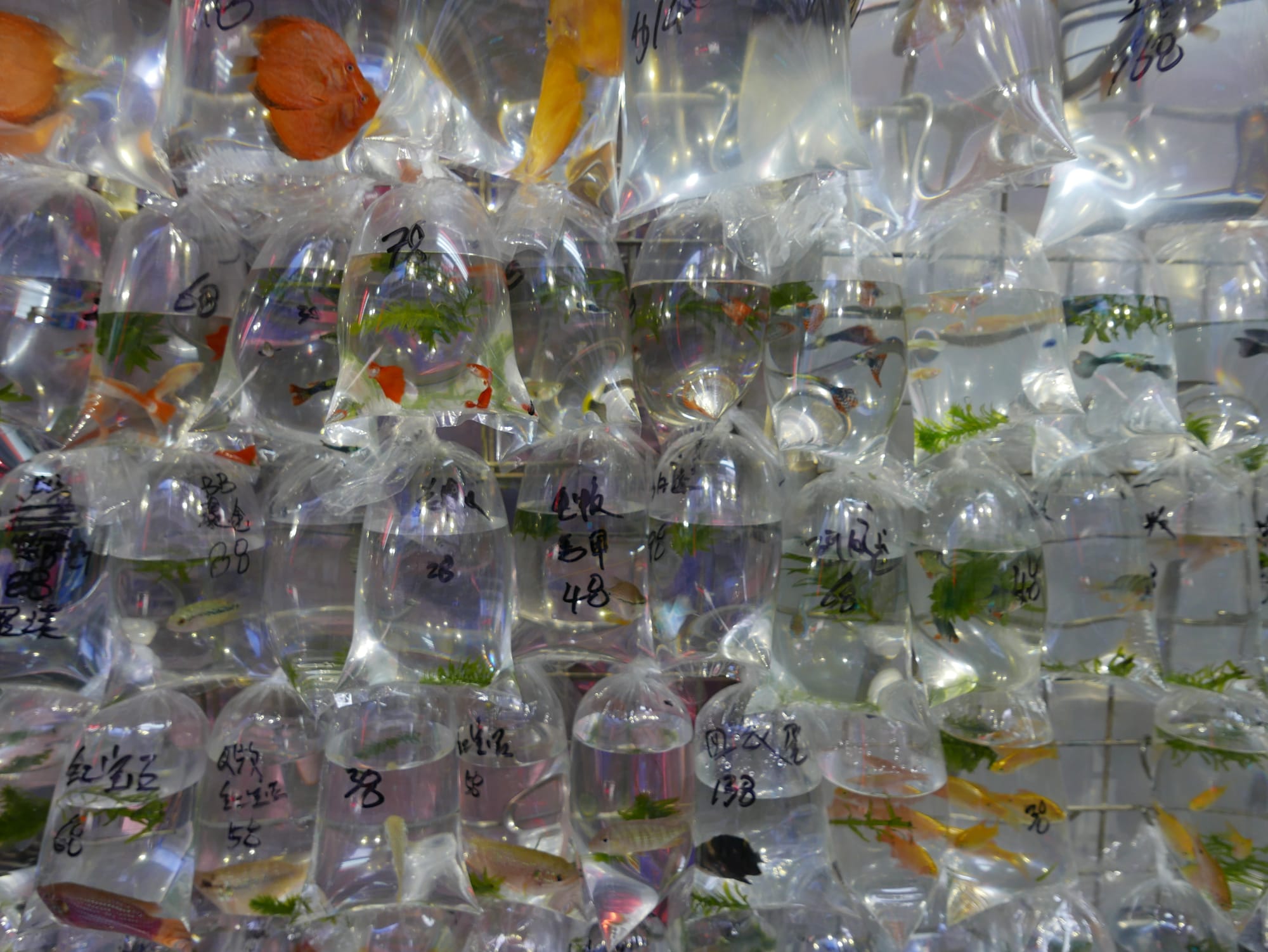 Photo by Author — bagged fish at the Goldfish Market 金魚街, Hong Kong