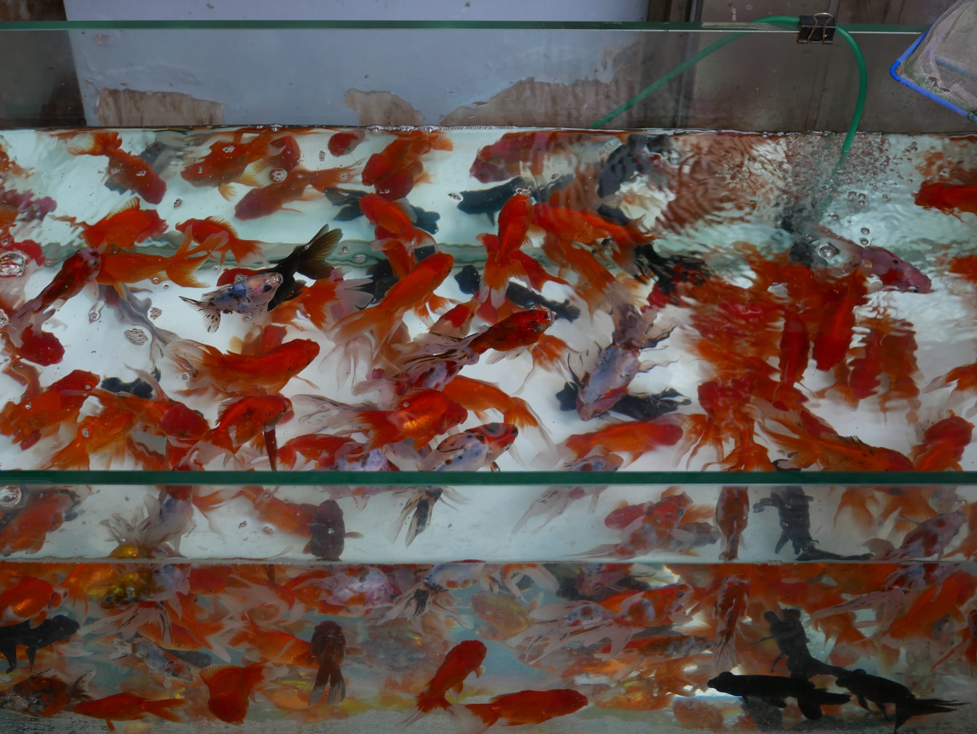 Photo by Author — fish at the Goldfish Market 金魚街, Hong Kong