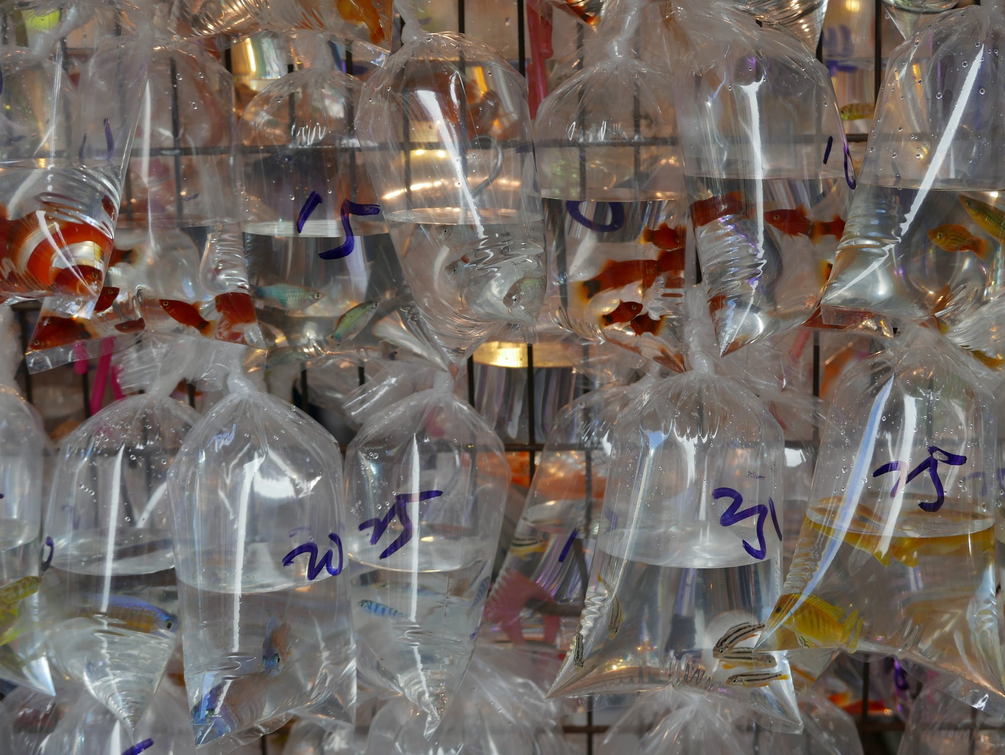 Photo by Author — bagged fish at the Goldfish Market 金魚街, Hong Kong