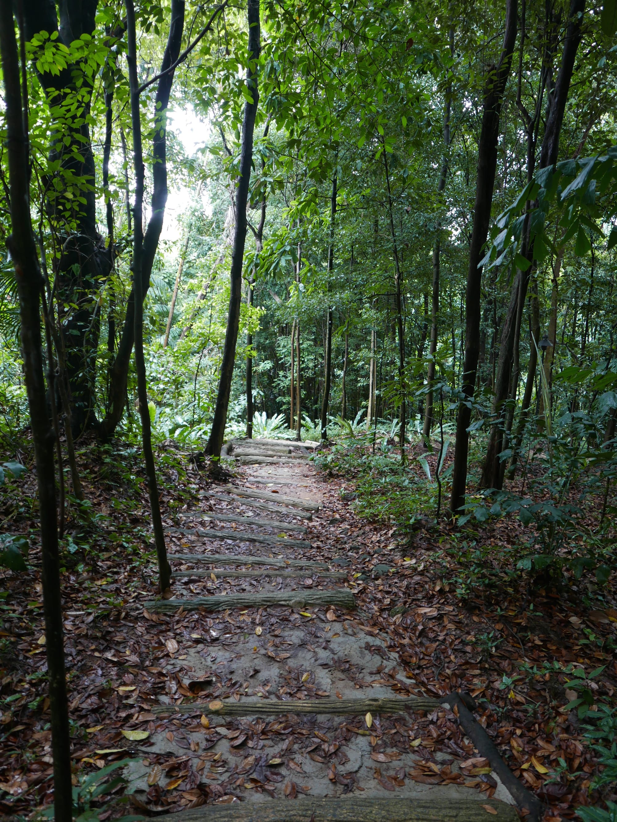Photo by Author — concrete logs — Imbiah Trail, Sentosa, Singapore
