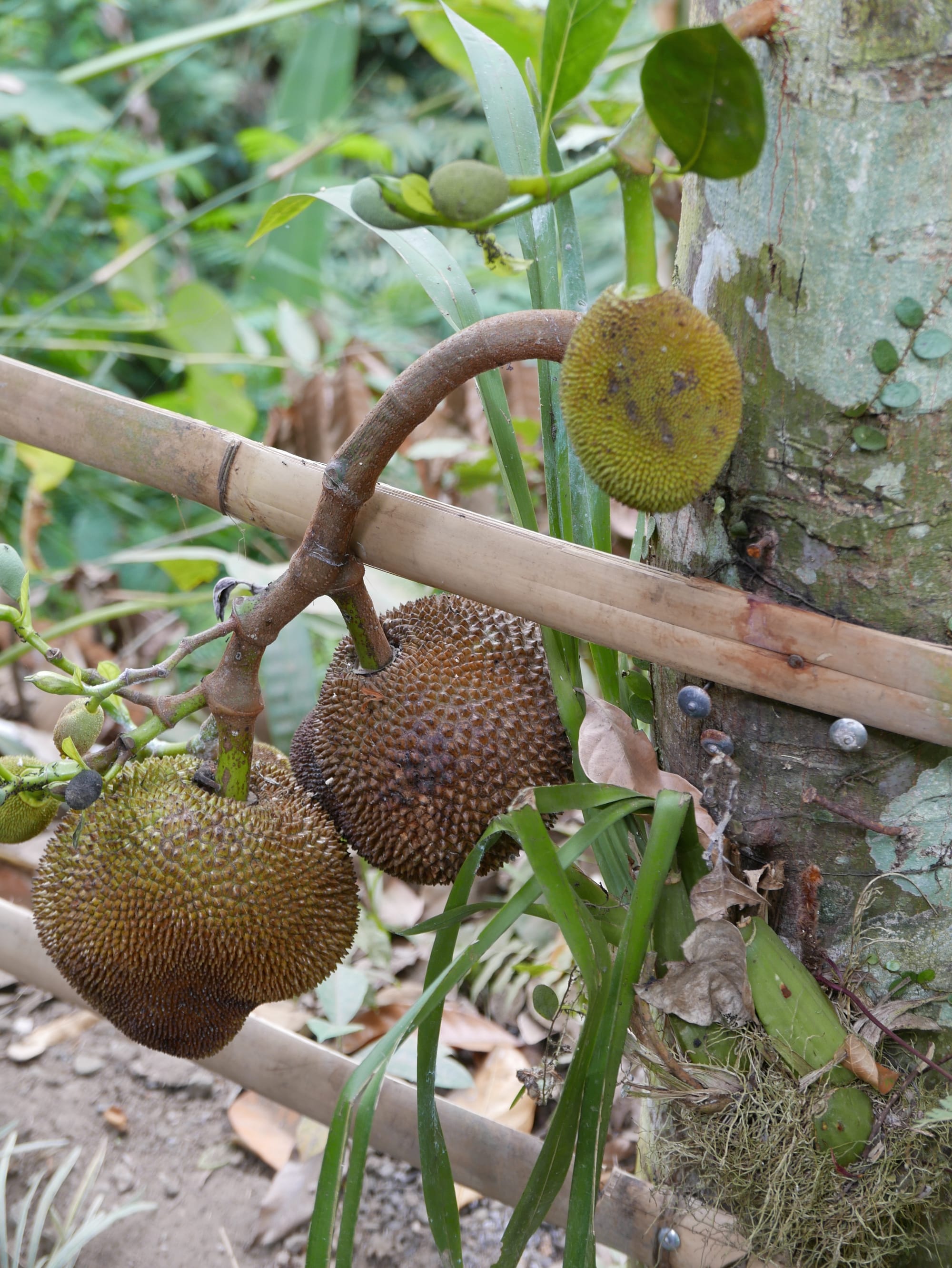 Photo by Author — baby Jackfruits (Artocarpus heterophyllus) at Coffee Luwak Luwus, Bali, Indonesia