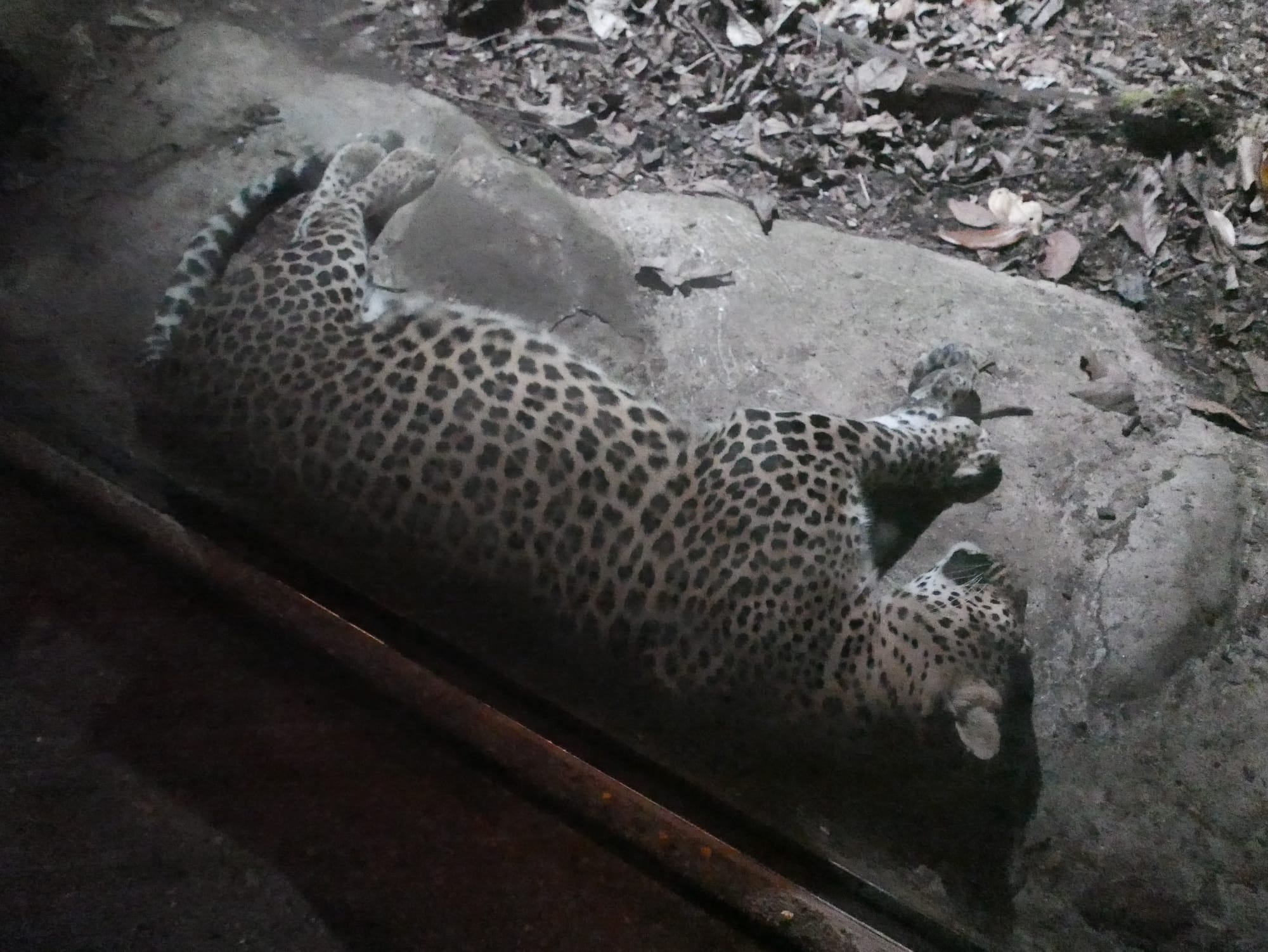 Photo by Author — sleeping animal — Singapore Zoo Night Safari, Singapore