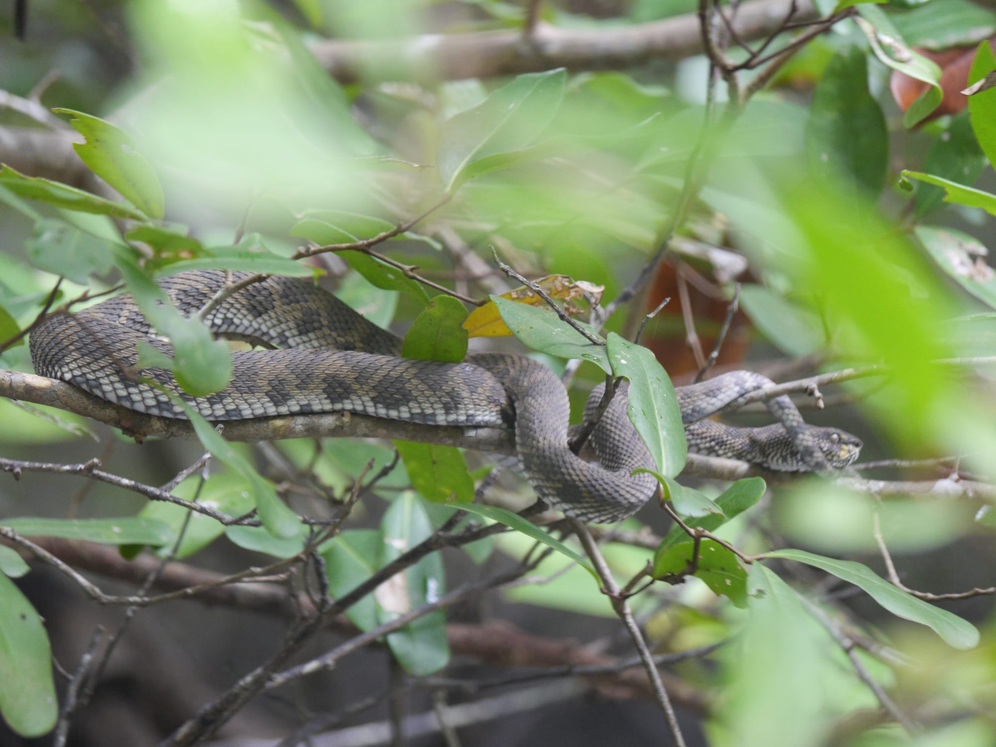 Photo by Author — Mangrove Pit Vipers (Trimeresurus purpureomaculatus) — Tg Rhu Mangrove Tour, Langkawi, Malaysia