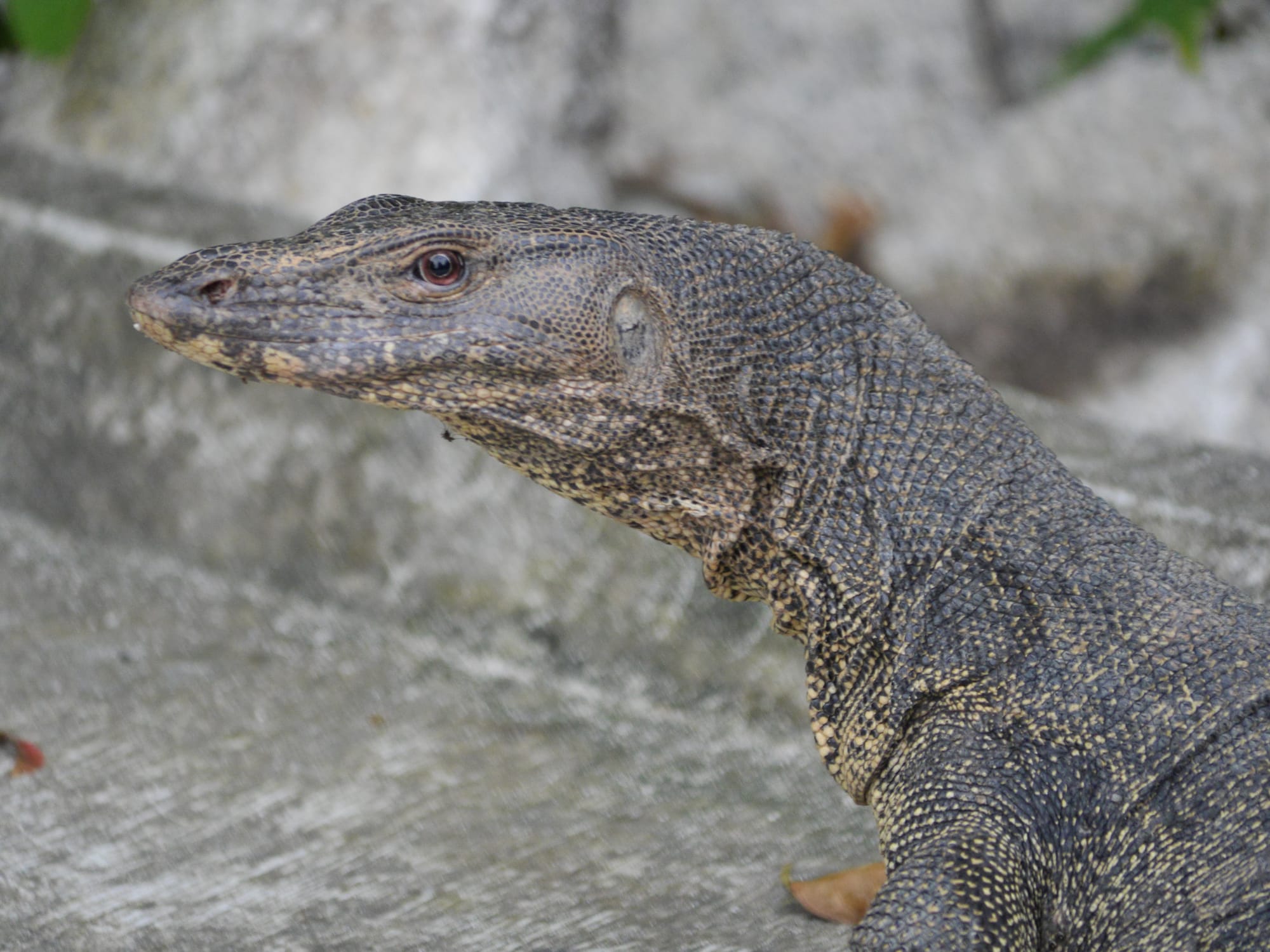 Photo by Author — Monitor Lizard — Sungei Buloh Wetland Reserve, Singapore