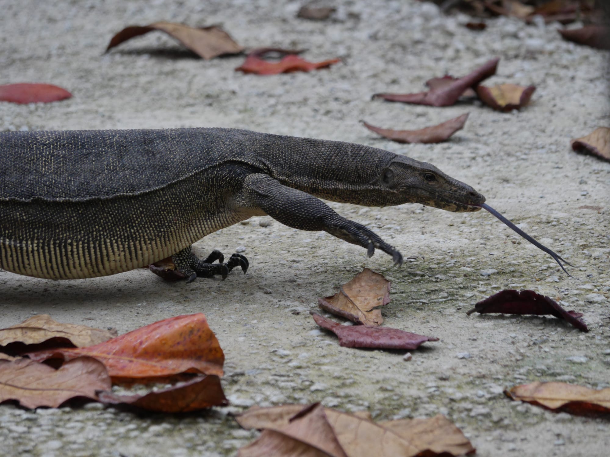 Photo by Author — Monitor Lizard — Sungei Buloh Wetland Reserve, Singapore