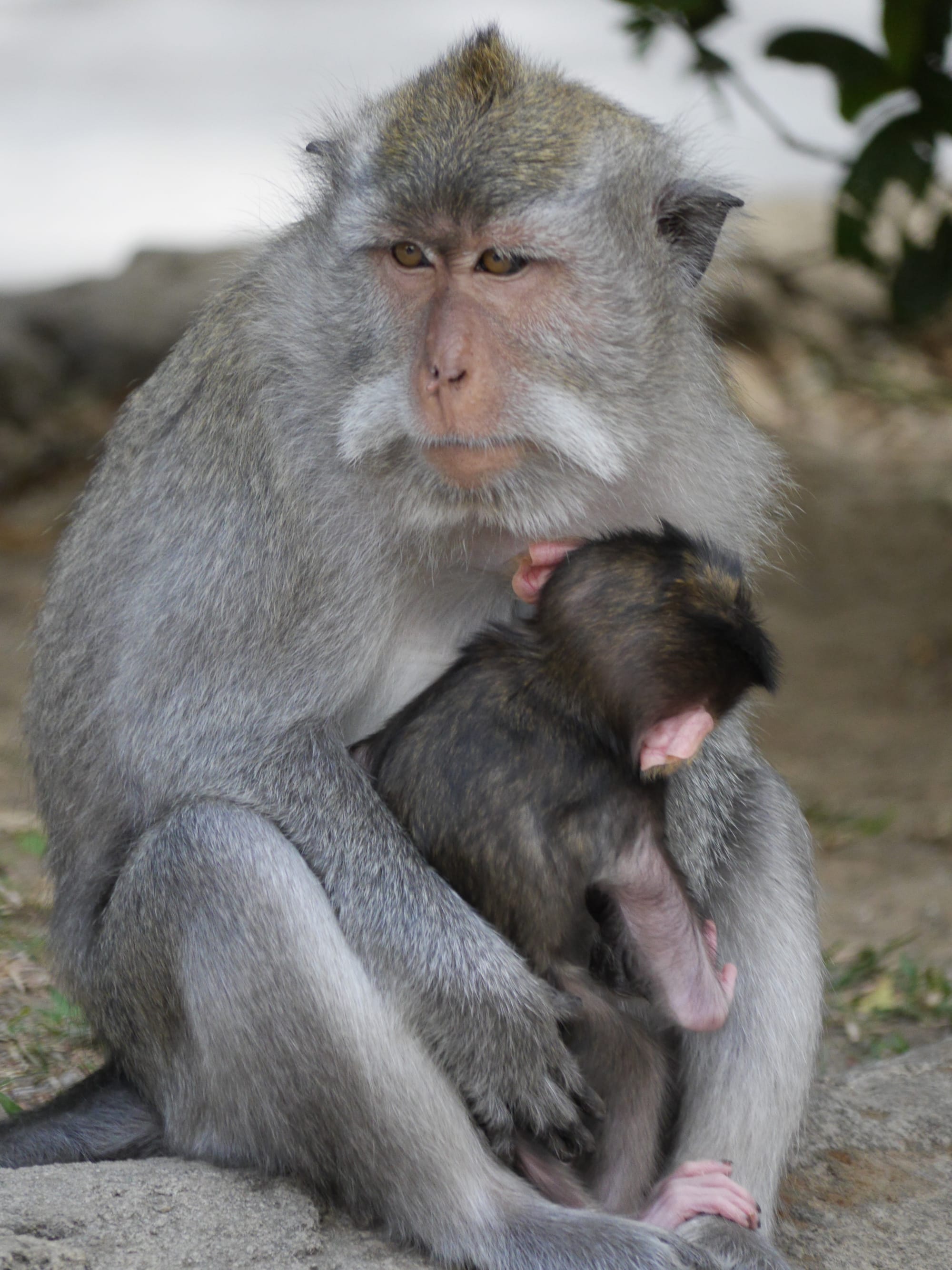 Photo by Author — the monkeys of Alas Kedaton, Bali, Indonesia