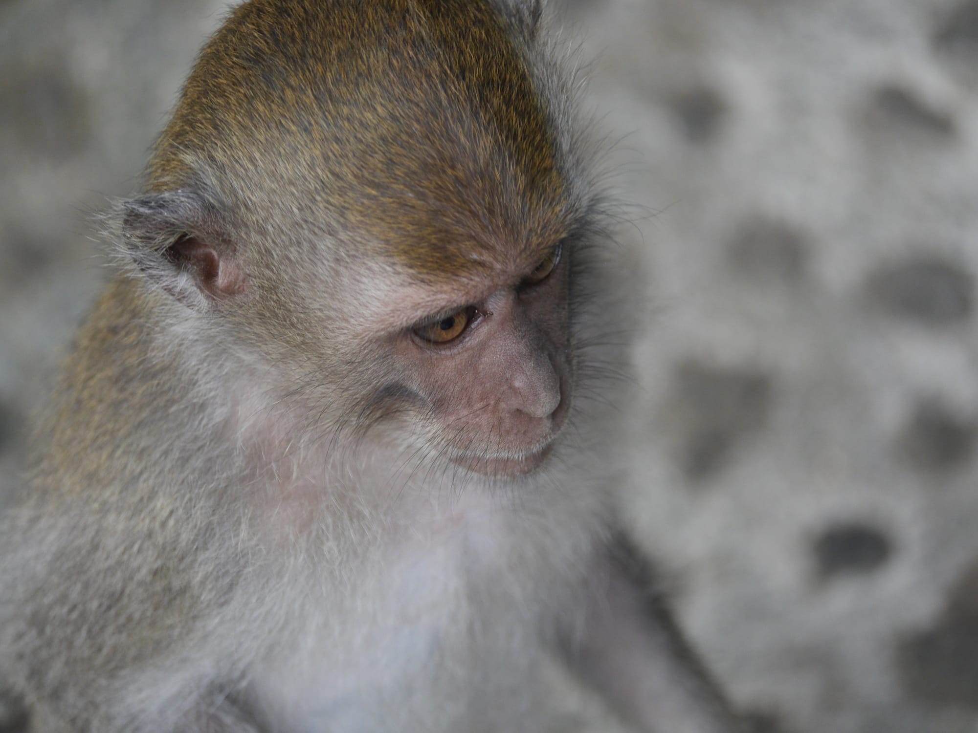 Photo by Author — the monkeys of Alas Kedaton, Bali, Indonesia