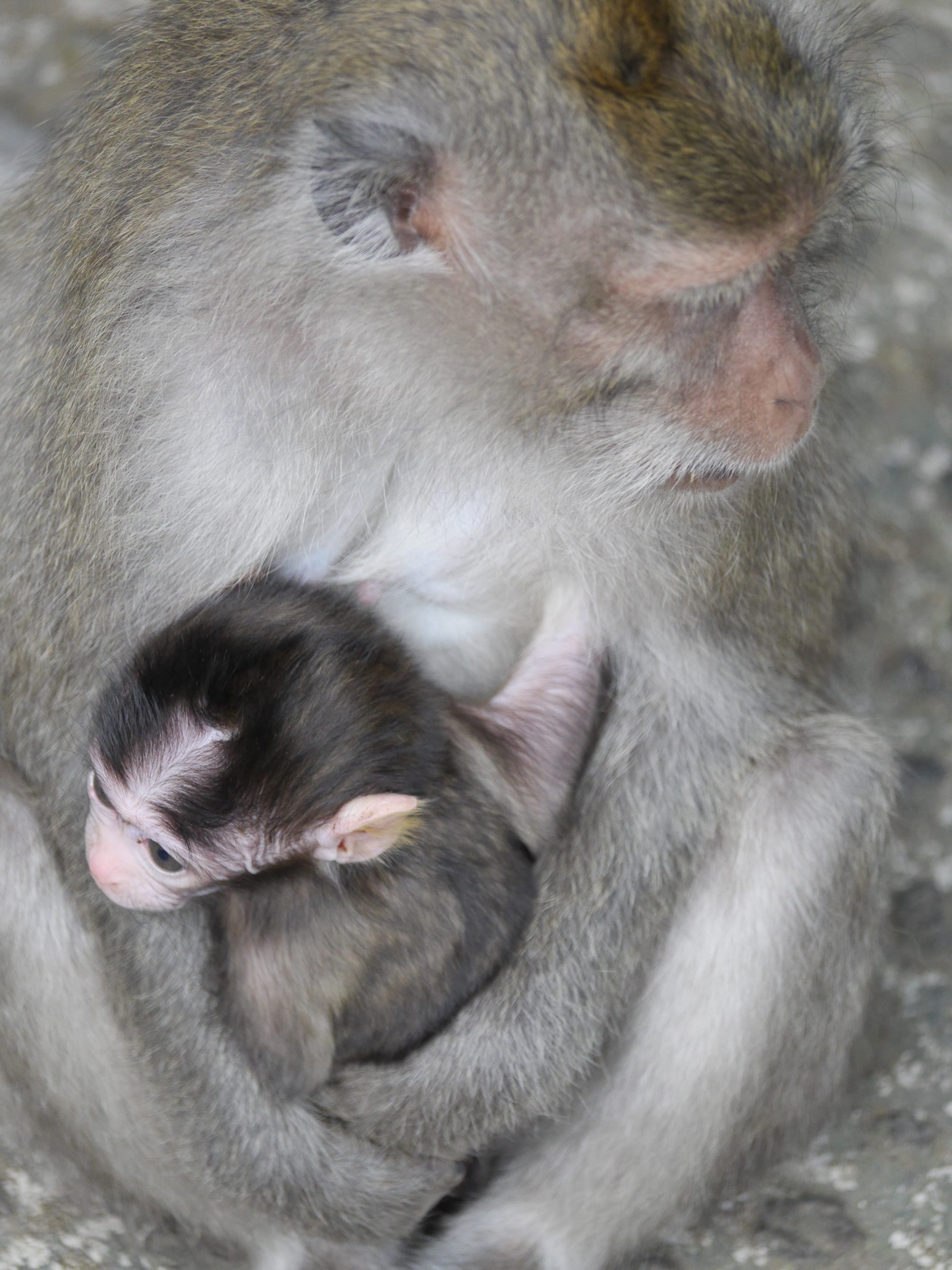 Photo by Author — the monkeys of Alas Kedaton, Bali, Indonesia