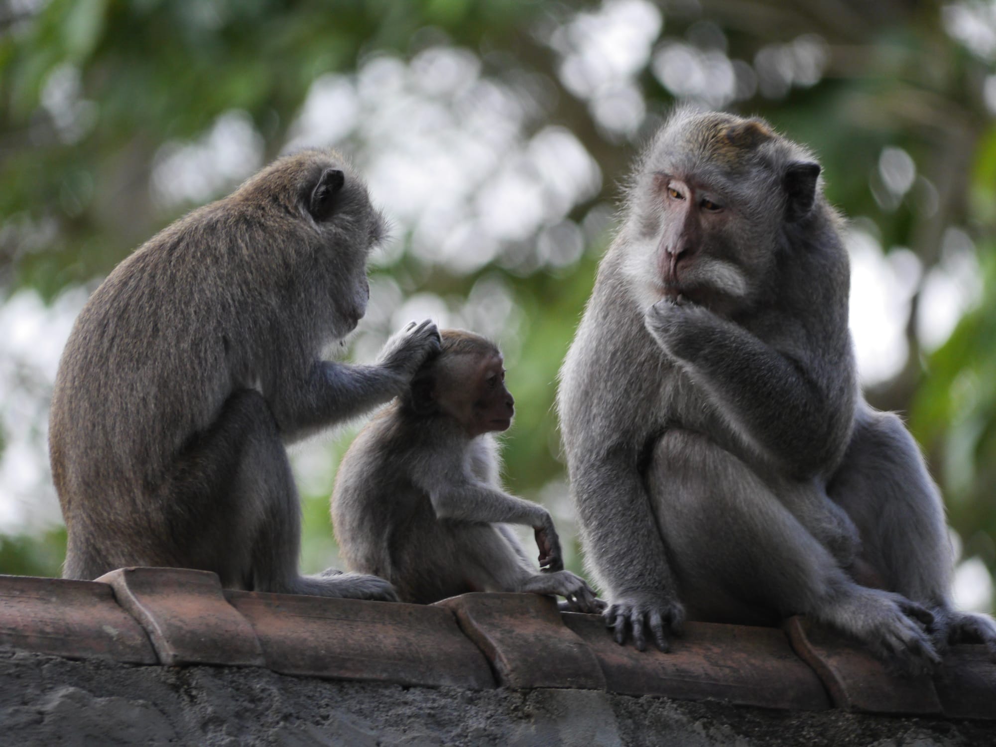 Photo by Author — the monkeys of Alas Kedaton, Bali, Indonesia