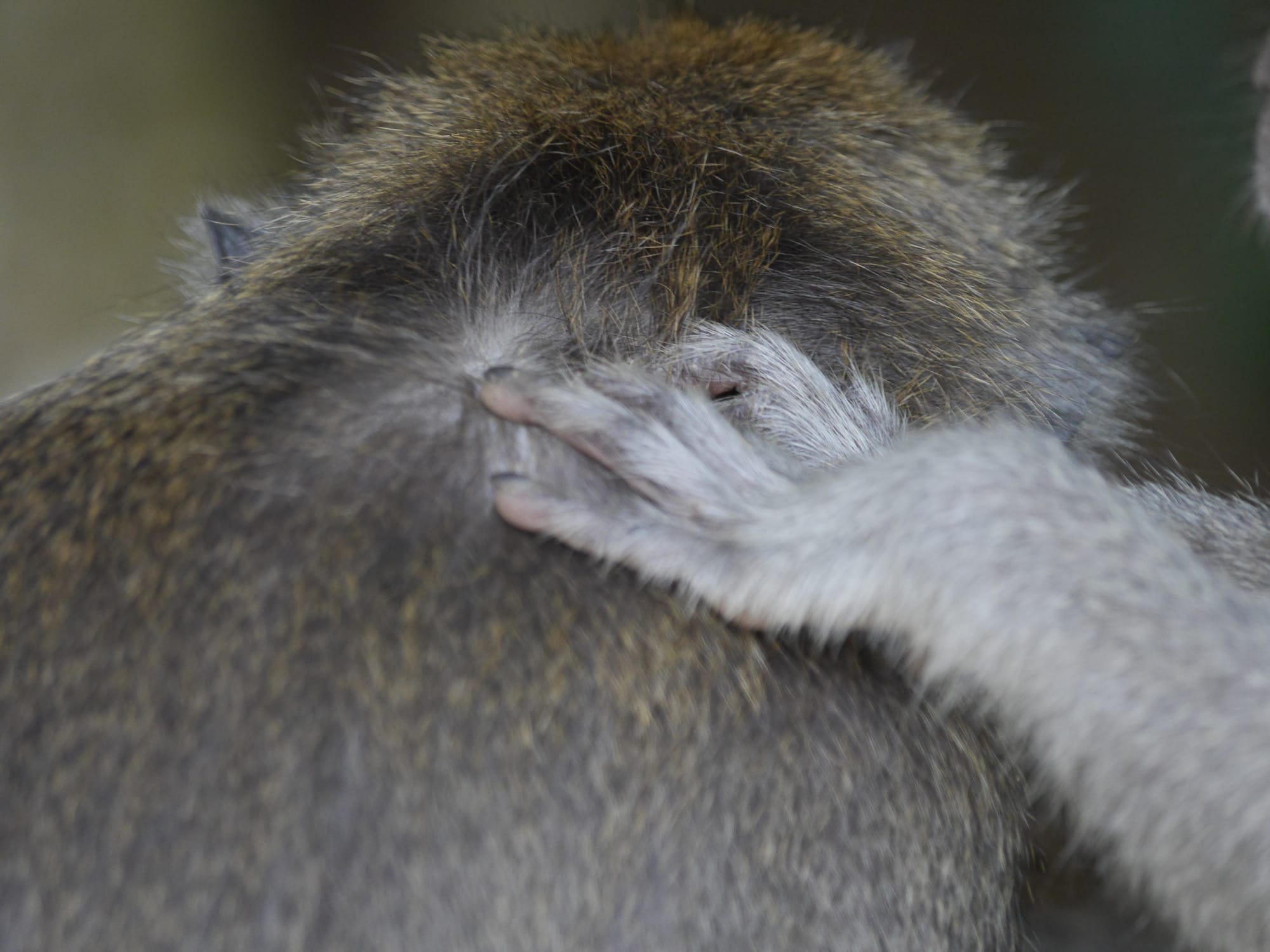 Photo by Author — grooming time — the monkeys of Alas Kedaton, Bali, Indonesia