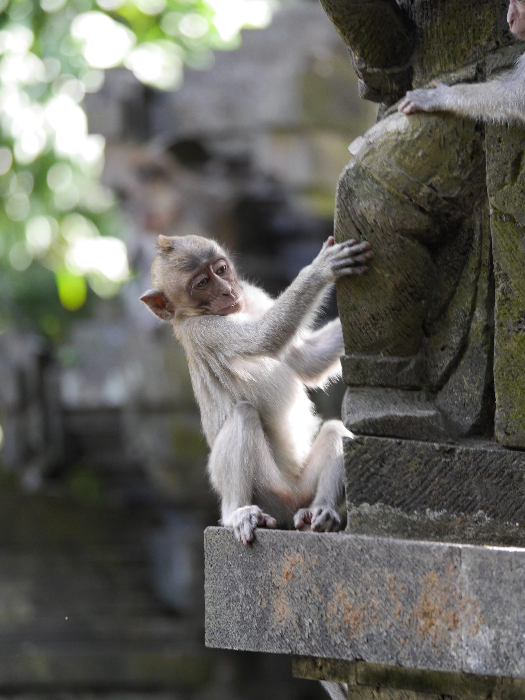 Photo by Author — the monkeys of Alas Kedaton, Bali, Indonesia