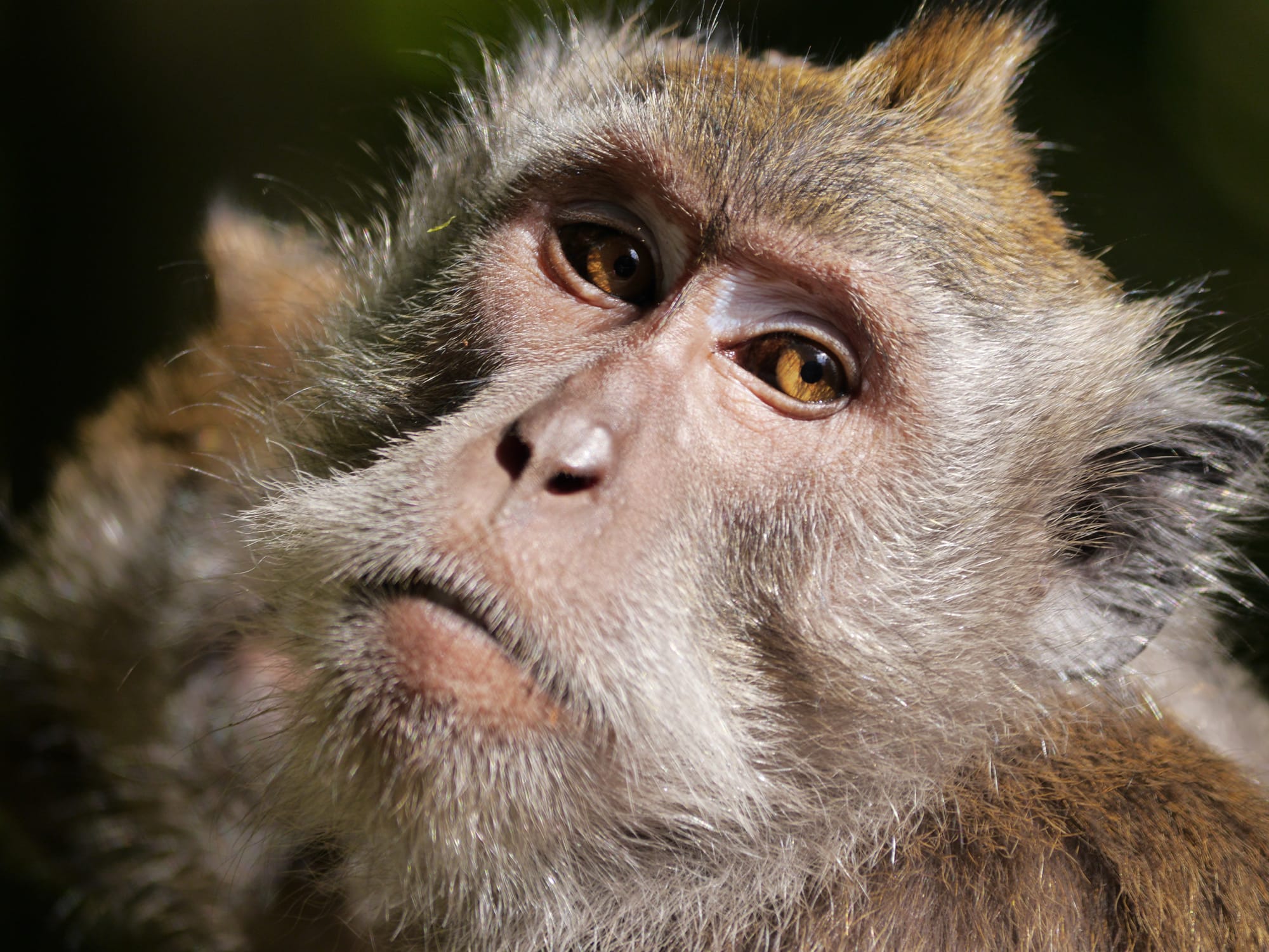 Photo by Author — the monkeys of Alas Kedaton, Bali, Indonesia