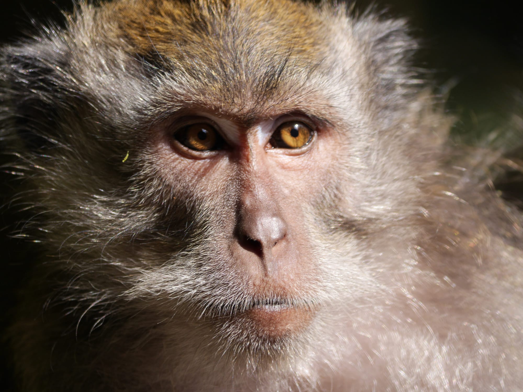 Photo by Author — the monkeys of Alas Kedaton, Bali, Indonesia