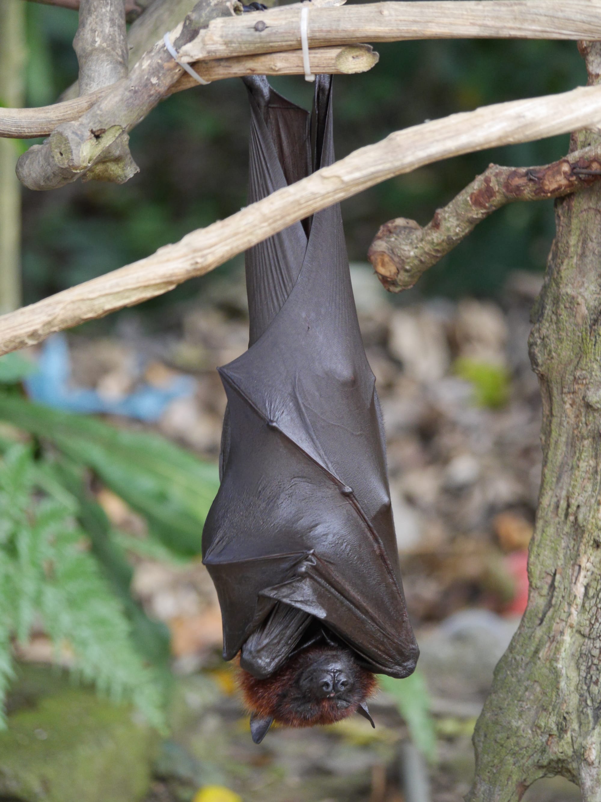 Photo by Author — a Fruit Bat at Alas Kedaton, Bali, Indonesia