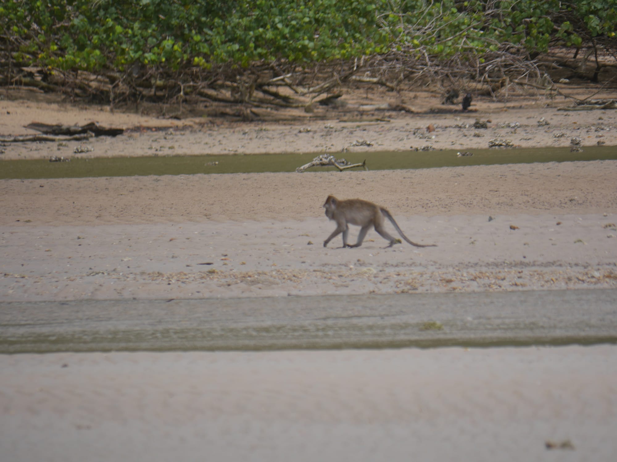 Photo by Author — a beach monkey — Andaman Hotel, Langkawi, Malaysia