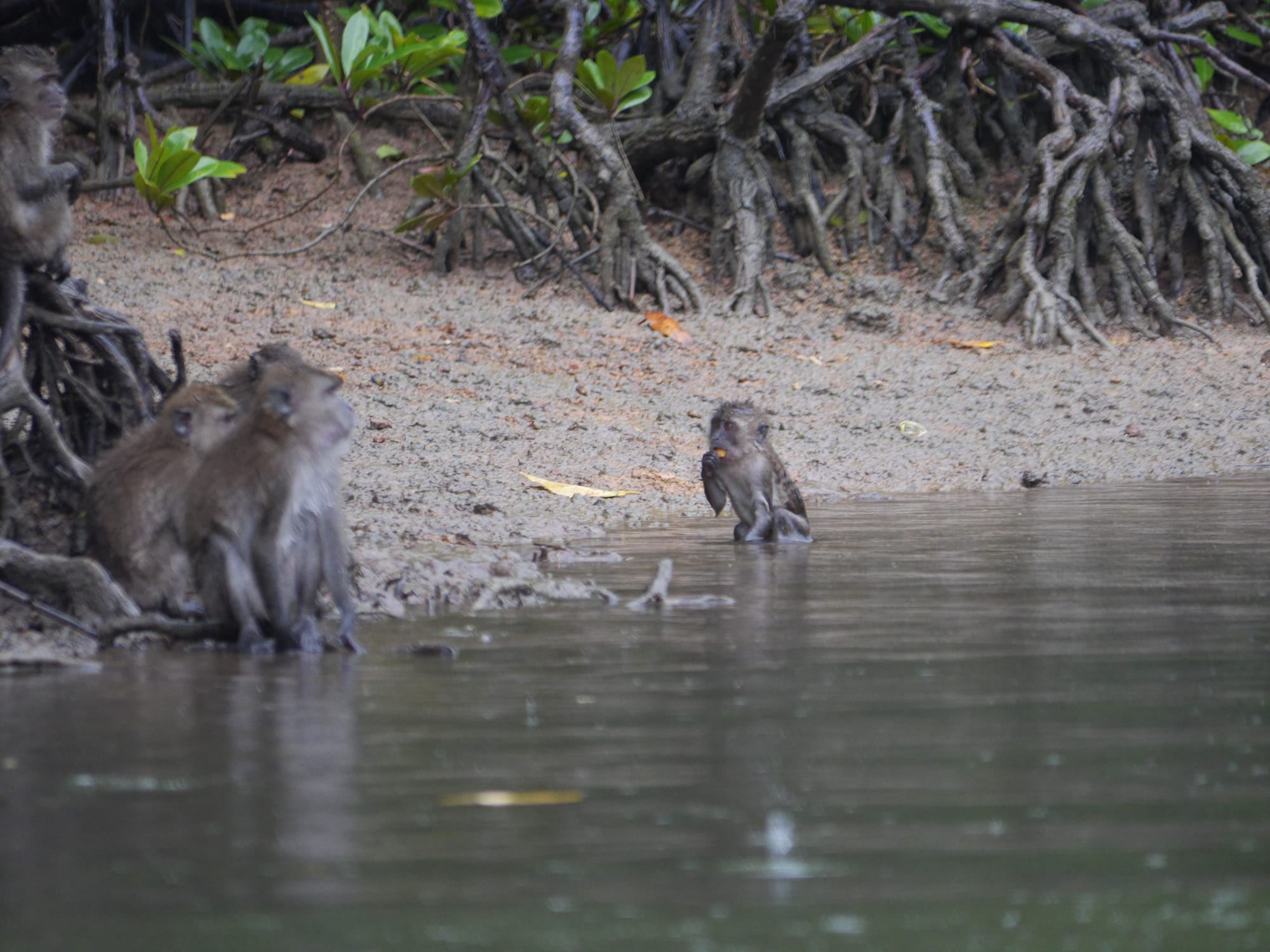 Photo by Author — monkeys in the swamp — Tg Rhu Mangrove Tour, Langkawi, Malaysia