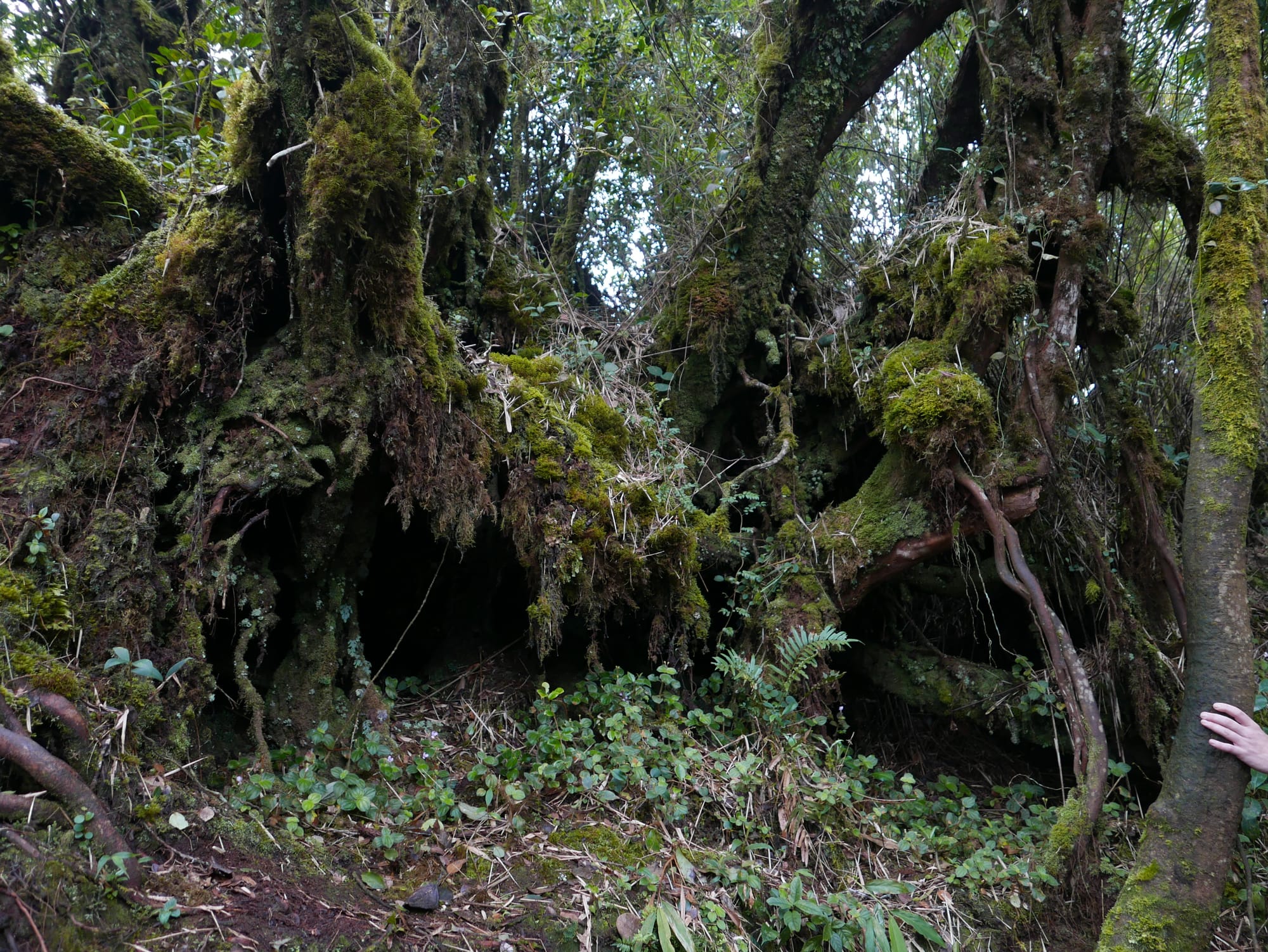 Photo by Author — Mossy Forest, Cameron Highlands, Malaysia