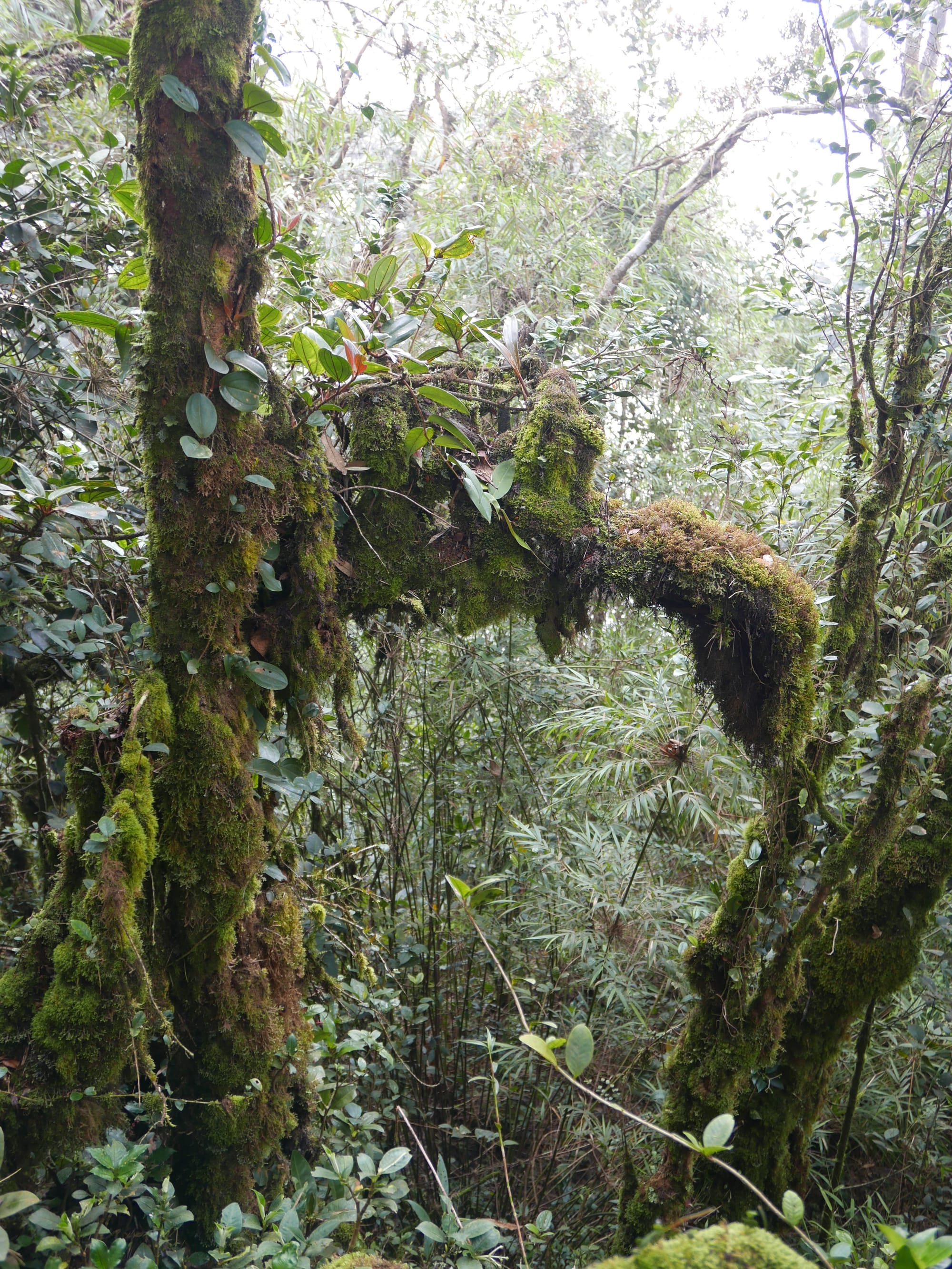 Photo by Author — Mossy Forest, Cameron Highlands, Malaysia