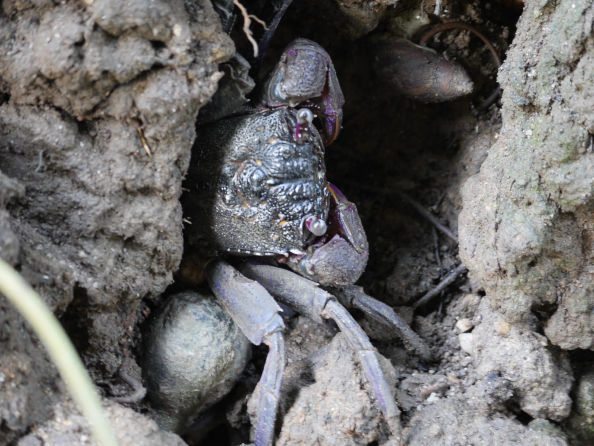 Photo by Author — crab — Sungei Buloh Wetland Reserve, Singapore