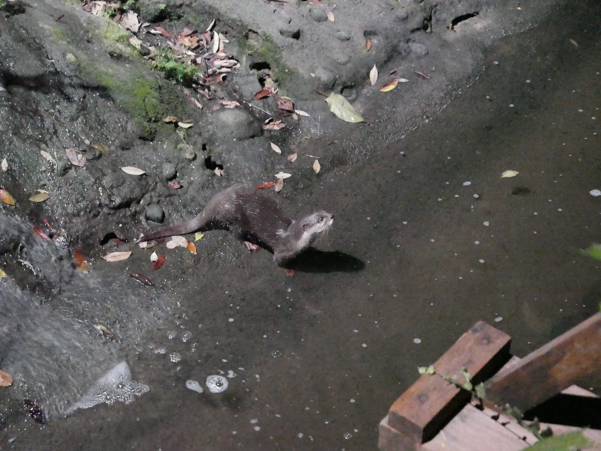 Photo by Author — an otter — Singapore Zoo Night Safari, Singapore