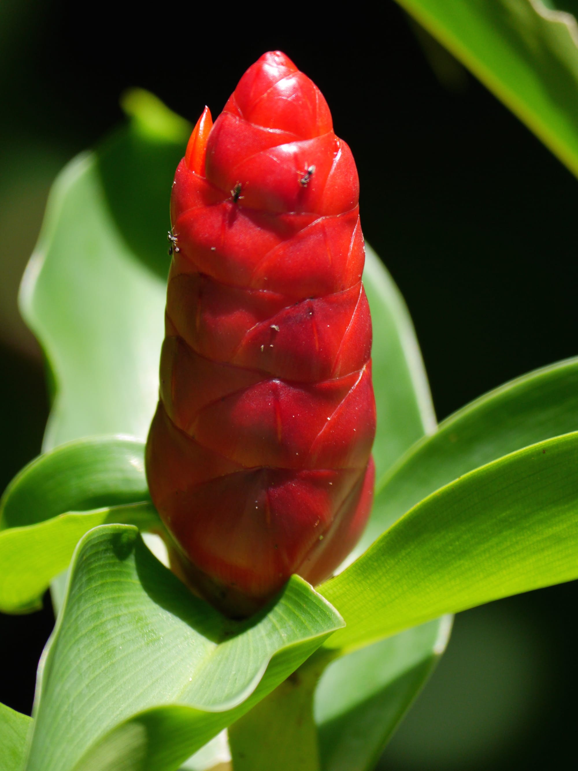 Photo by Author — Crape Ginger (Costus speciosus) with its ant protection — The Andaman Hotel, Langkawi, Malaysia