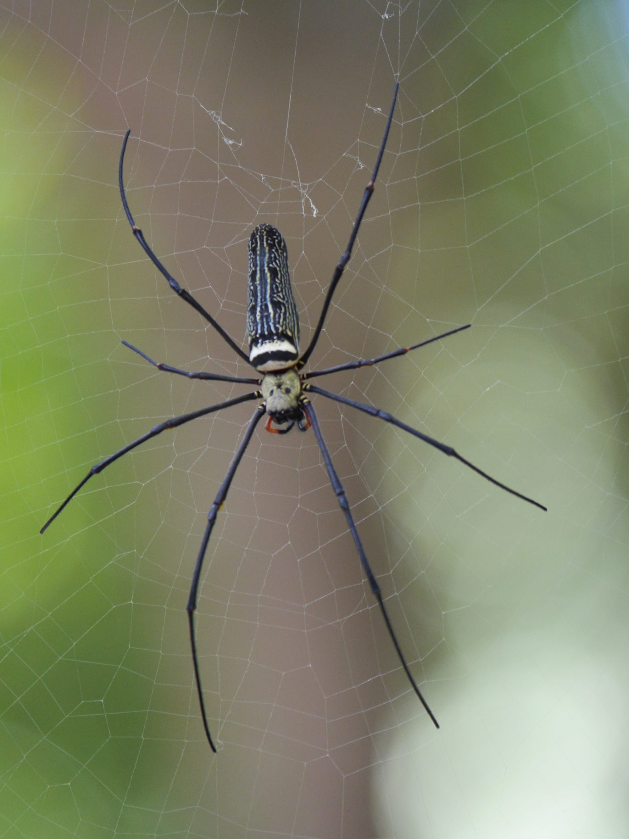 Photo by Author — Golden Orb Spider (Nephila pilipes) waiting for dinner — The Andaman Hotel, Langkawi, Malaysia