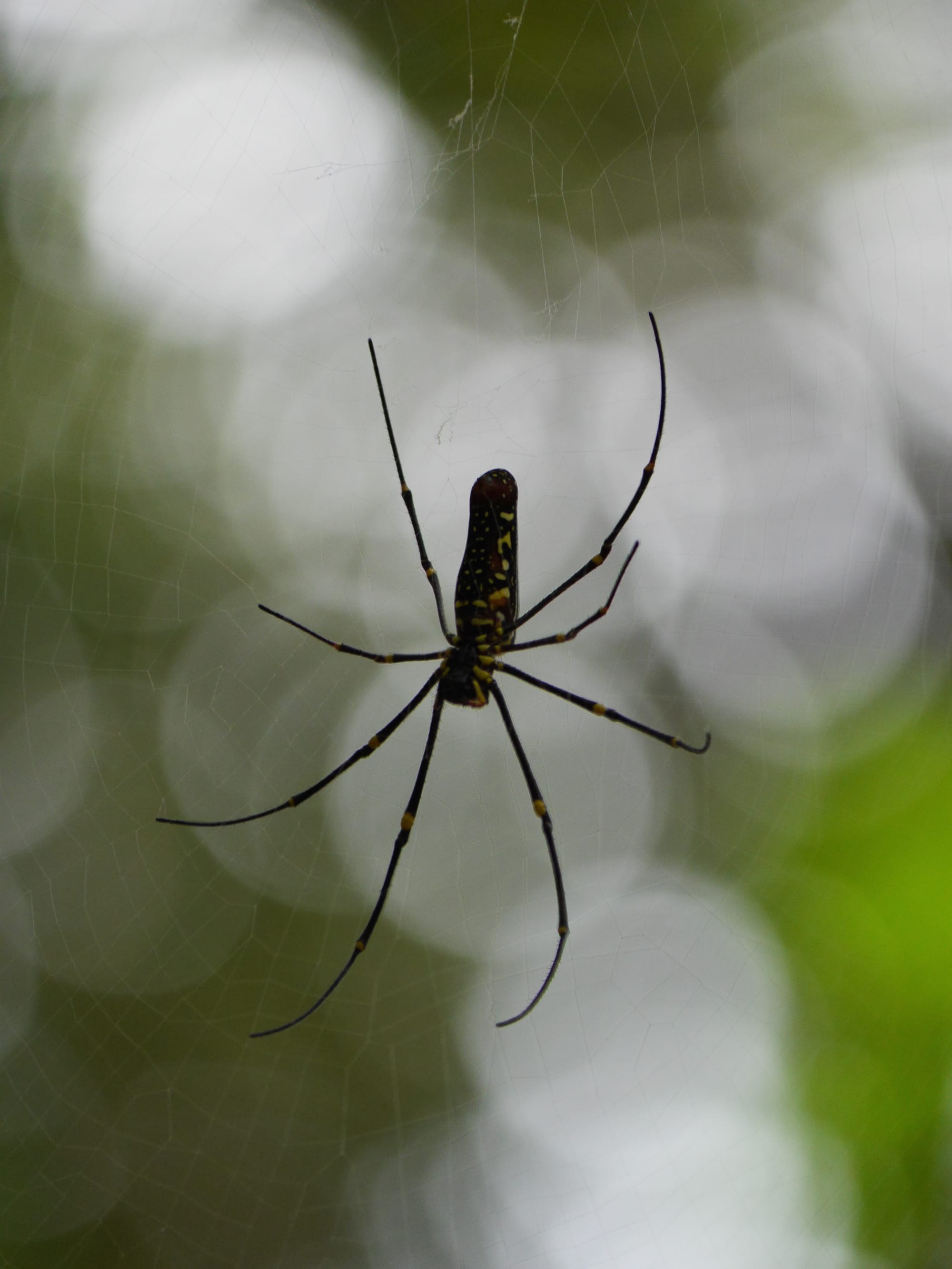 Photo by Author — Golden Orb Spider (Nephila pilipes) — The Andaman Hotel, Langkawi, Malaysia