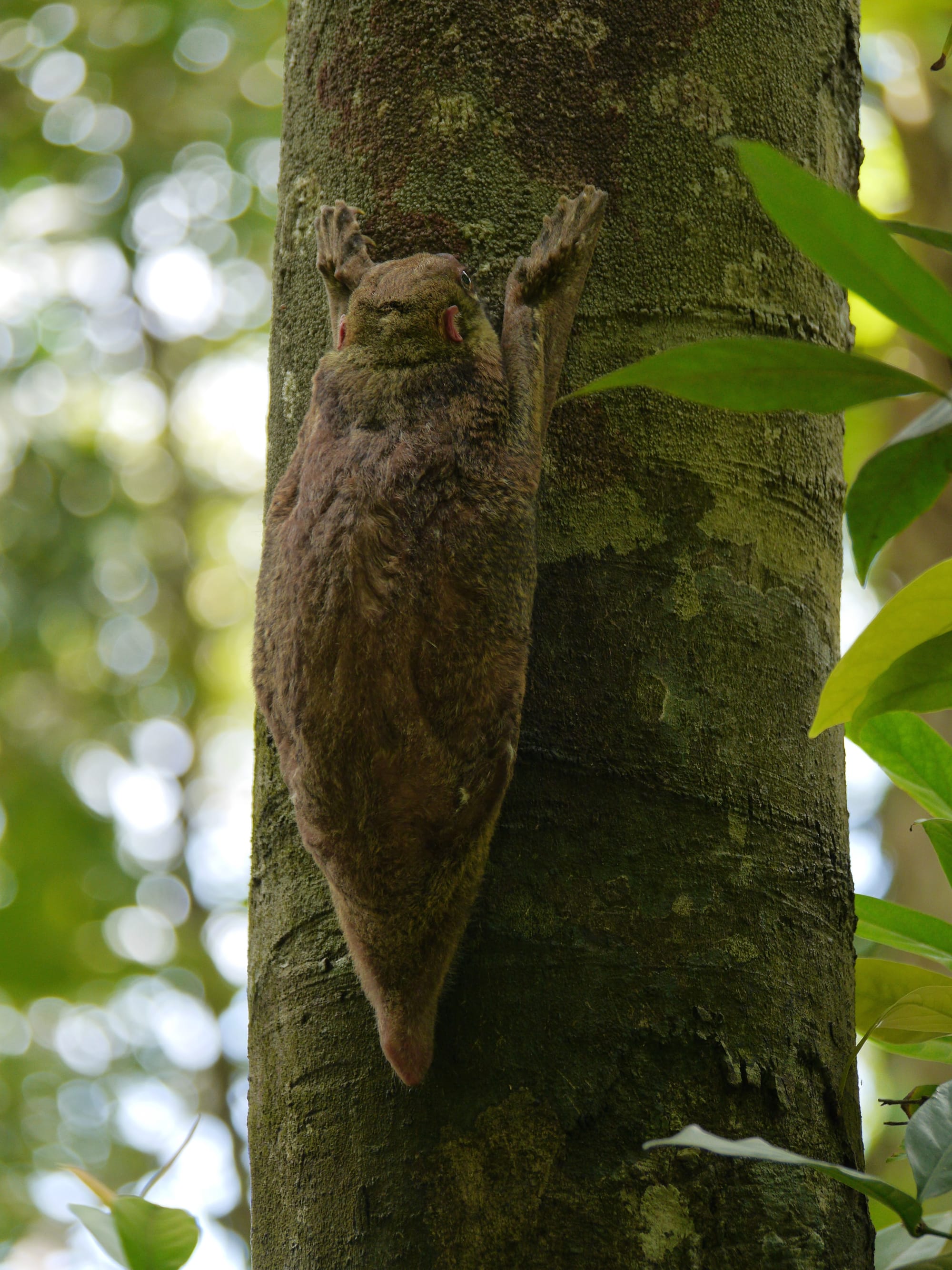 Photo by Author — Flying Lemur (Cynocephalus variegatus) — The Andaman Hotel, Langkawi, Malaysia