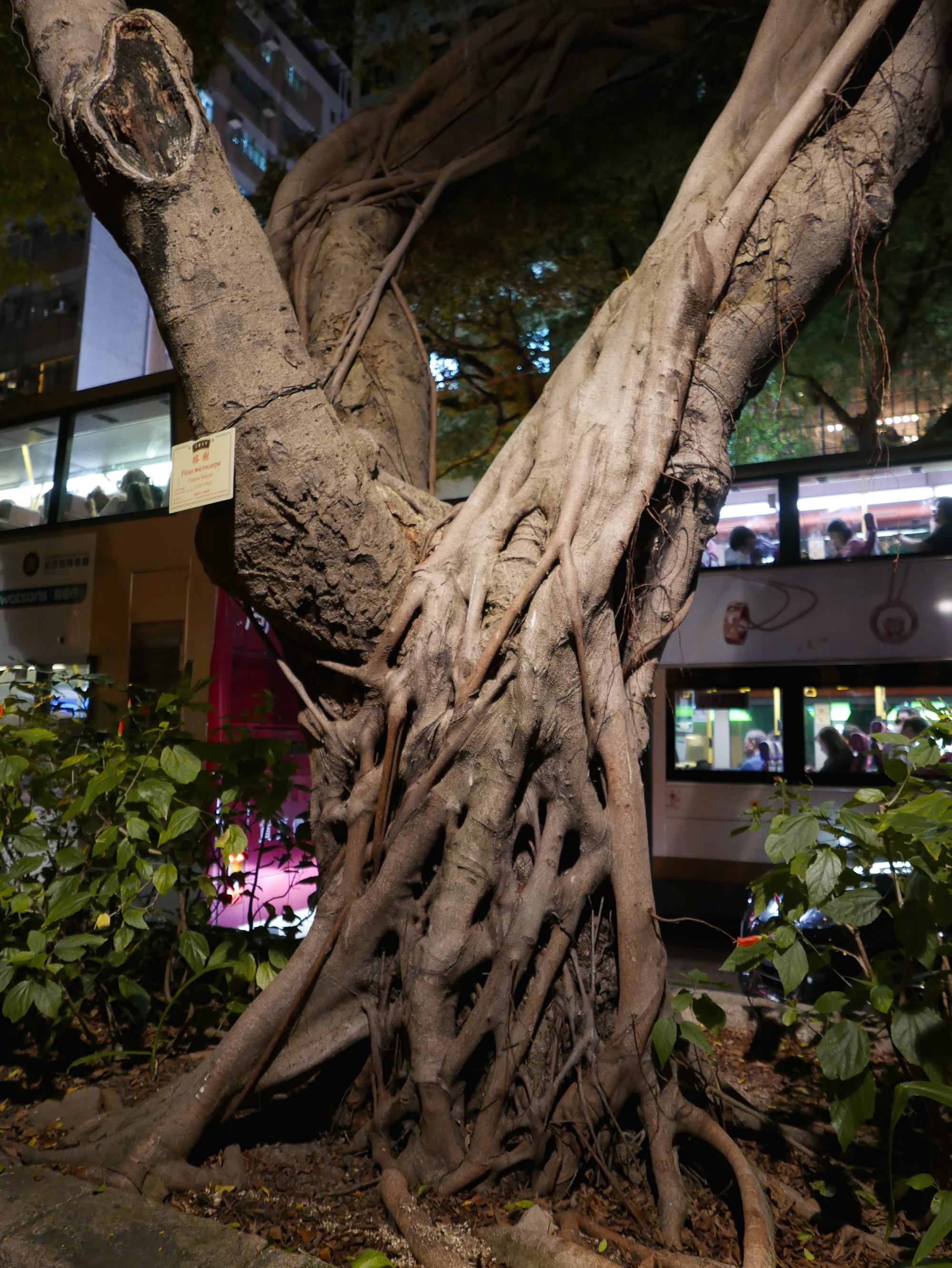 Photo by Author — Chinese Banyan of Nathan Road at night, Hong Kong