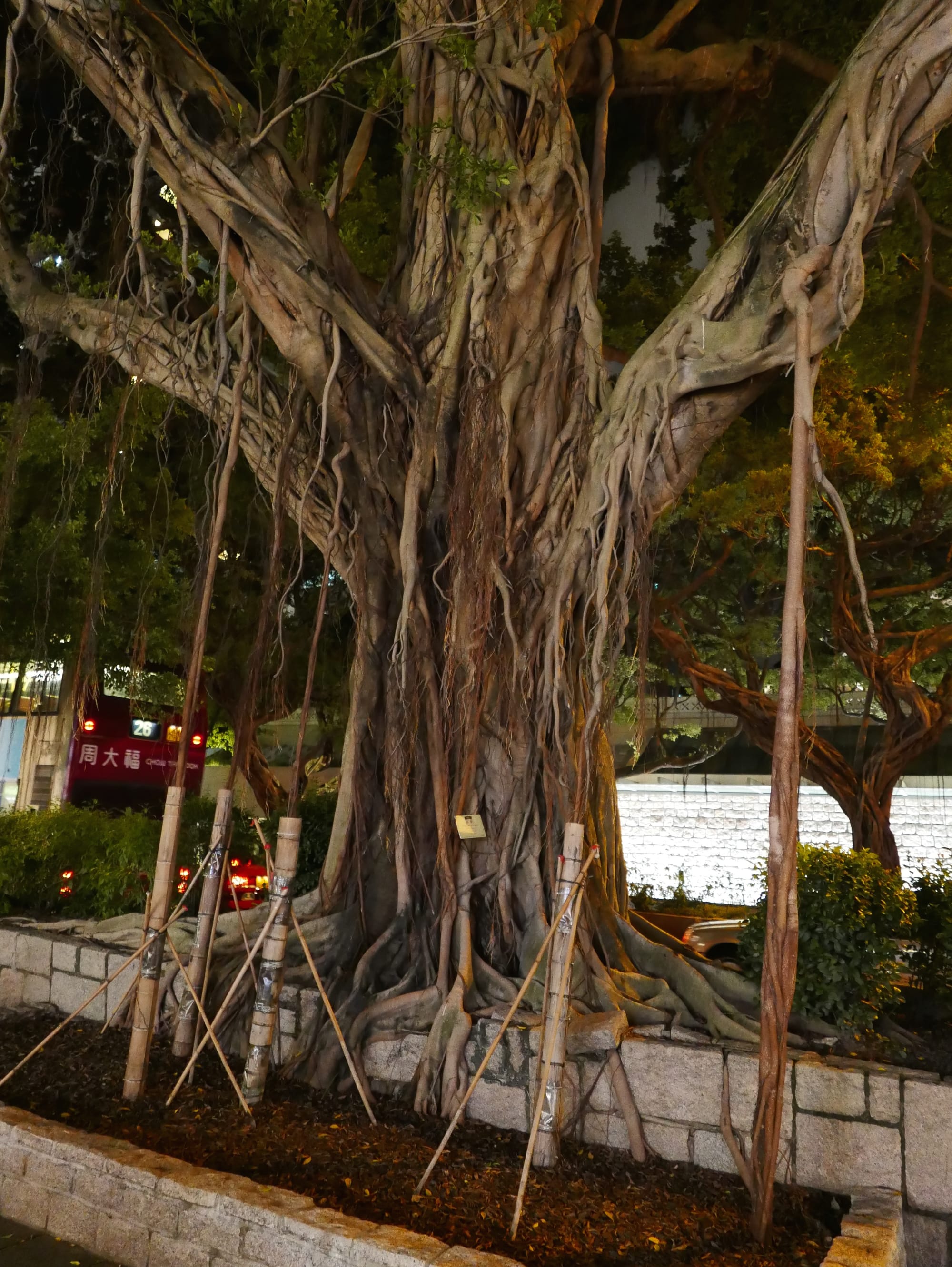 Photo by Author — Chinese Banyan of Nathan Road at night, Hong Kong